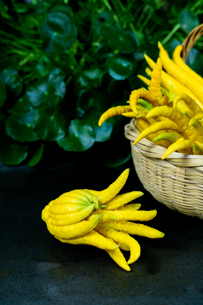 佛手,这独特的柑橘属植物果实形状酷似手指!香气浓郁且独特.