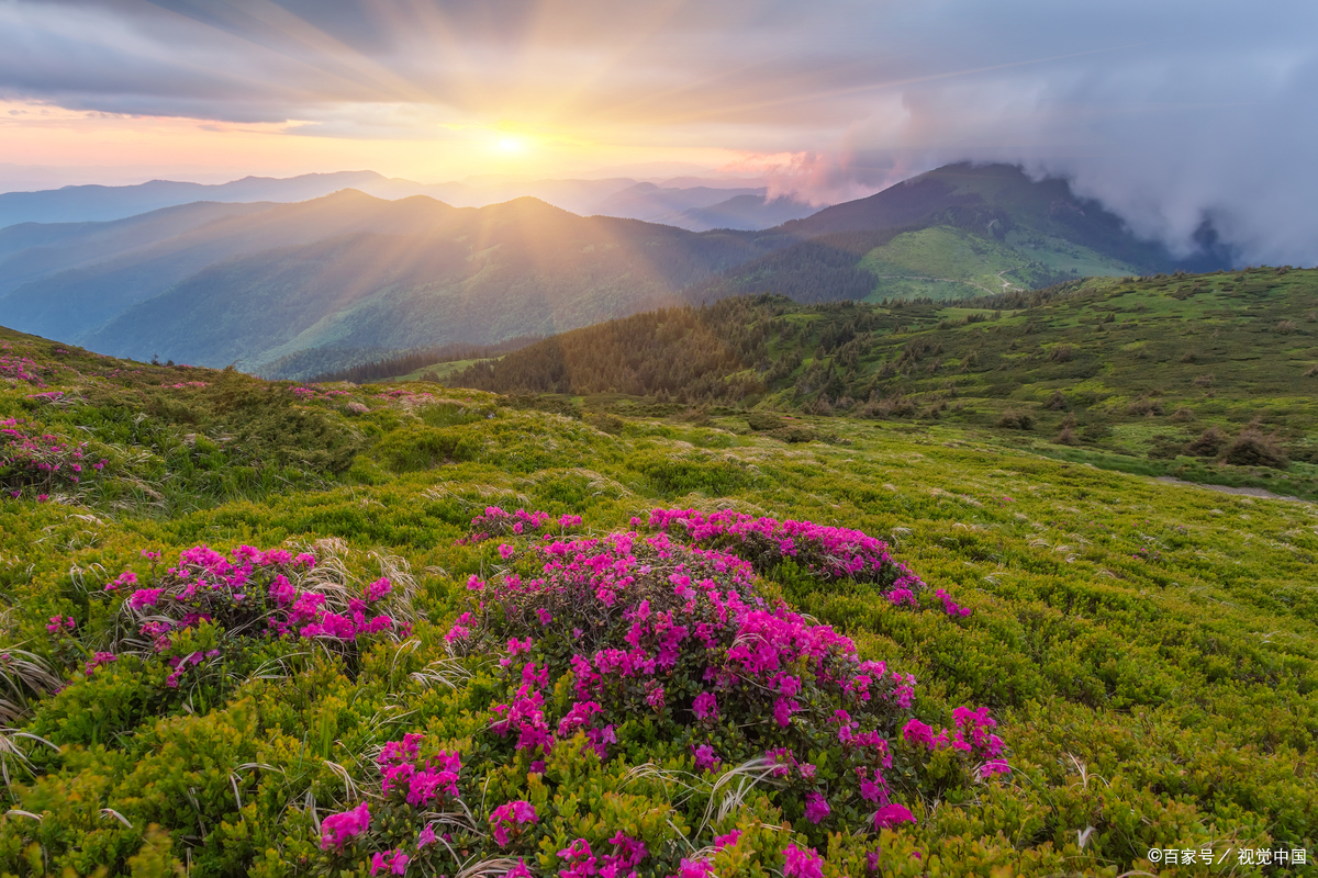 大山包高原花卉,七月狼毒花红遍山野,惊艳!