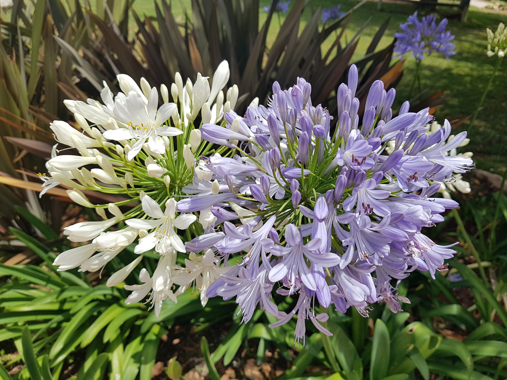 百子莲花语和寓意  94百子莲又名百子兰,是龙舌兰科植物,原产于南非