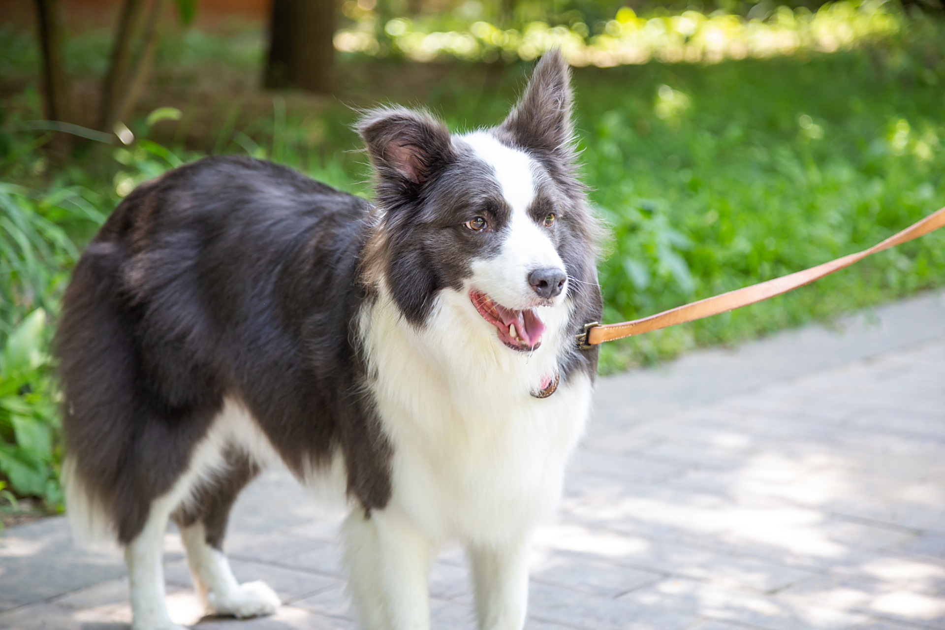 九月动态激励计划# 边境牧羊犬:这狗就是生来喜欢工作的,如果不给它