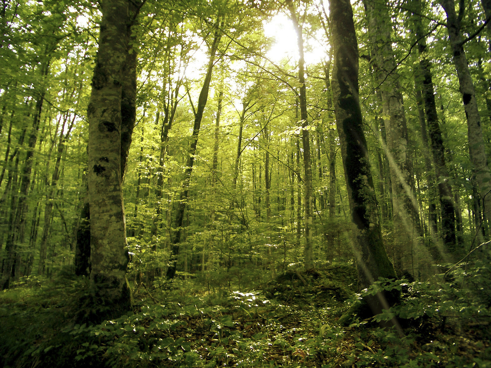 森林是一个大自然生态系统,树木的生长和发展是受到多种因素影响的.