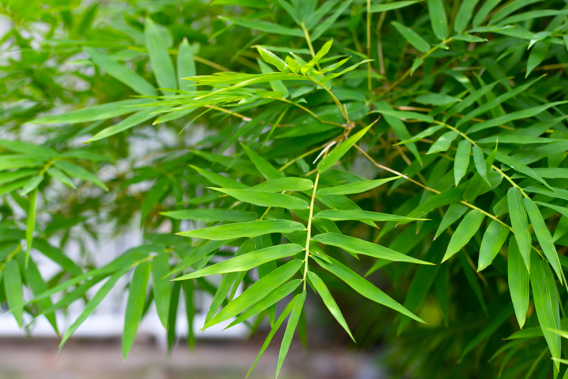 在广东清远,有一种特色产物,叫做西牛麻竹叶.