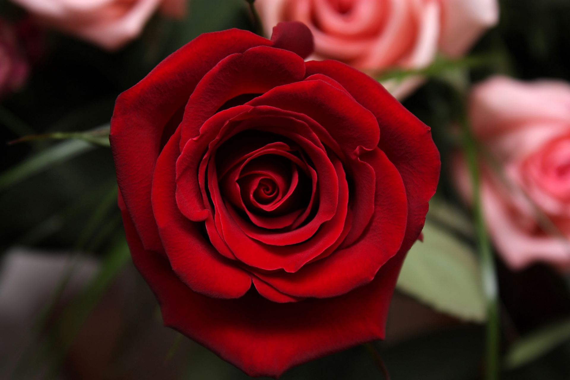 78在古老的希腊神话中,红玫瑰是由爱神阿佛洛狄忒的鲜血和爱神