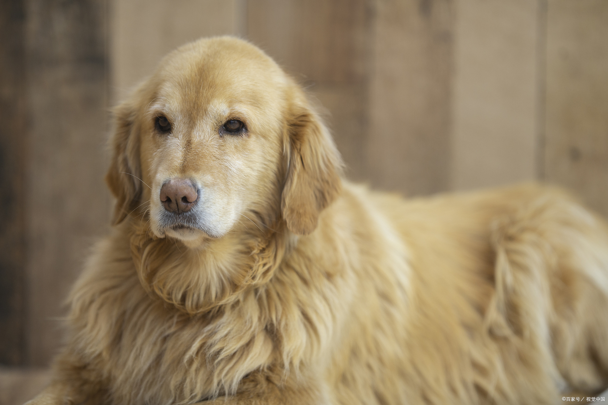 金毛犬的平均寿命大约是10到12年.