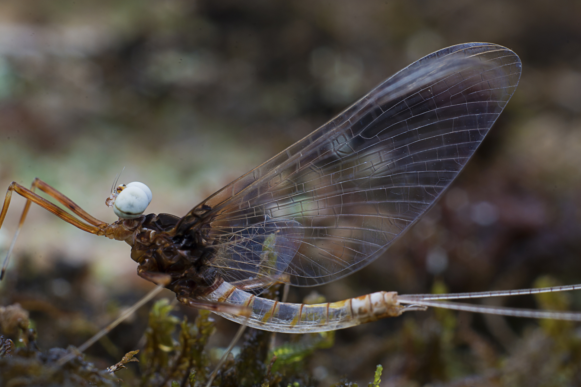 我听说有一种虫,叫蜉蝣,它不是鱼,幼虫时却生活在水下,稚虫在水中要