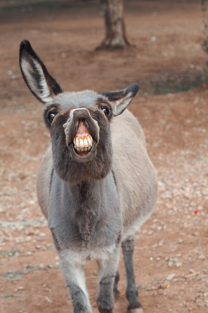 《陈情令》番外92:再忆金光瑶,忘羡皆惊奇