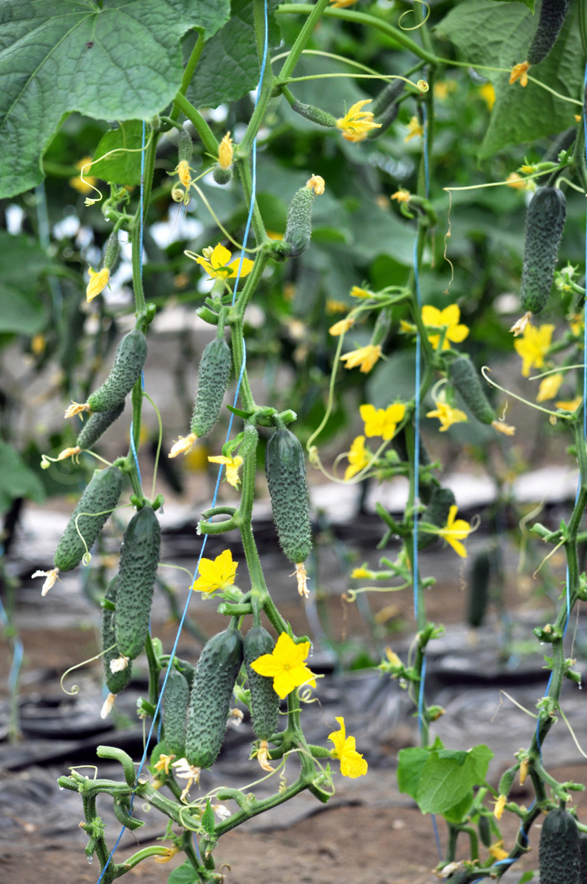 丝瓜是农村再常见不过的一种蔬菜了,农民每家每户几乎都会种,但有