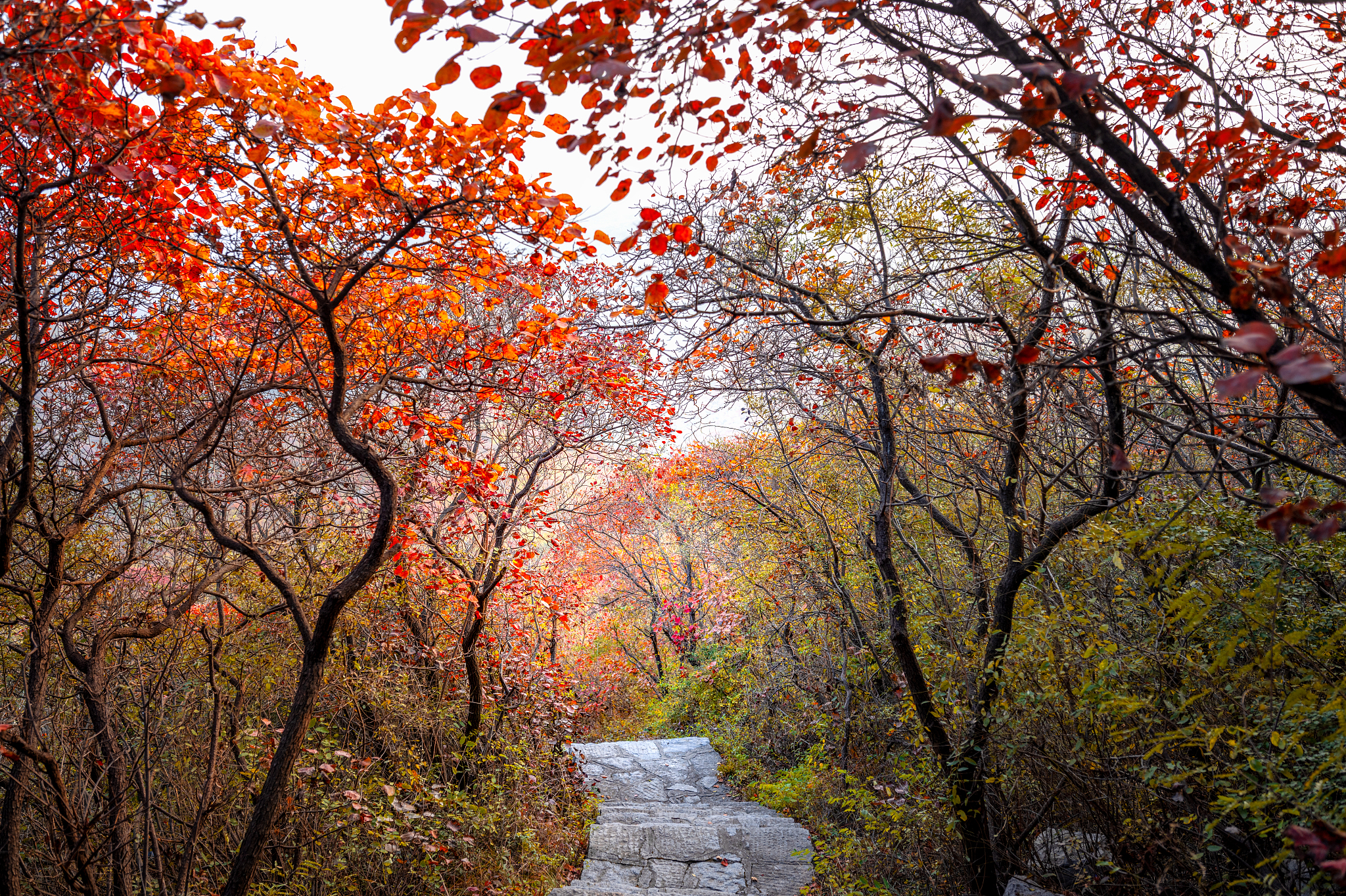 武安朝阳沟风景区图片