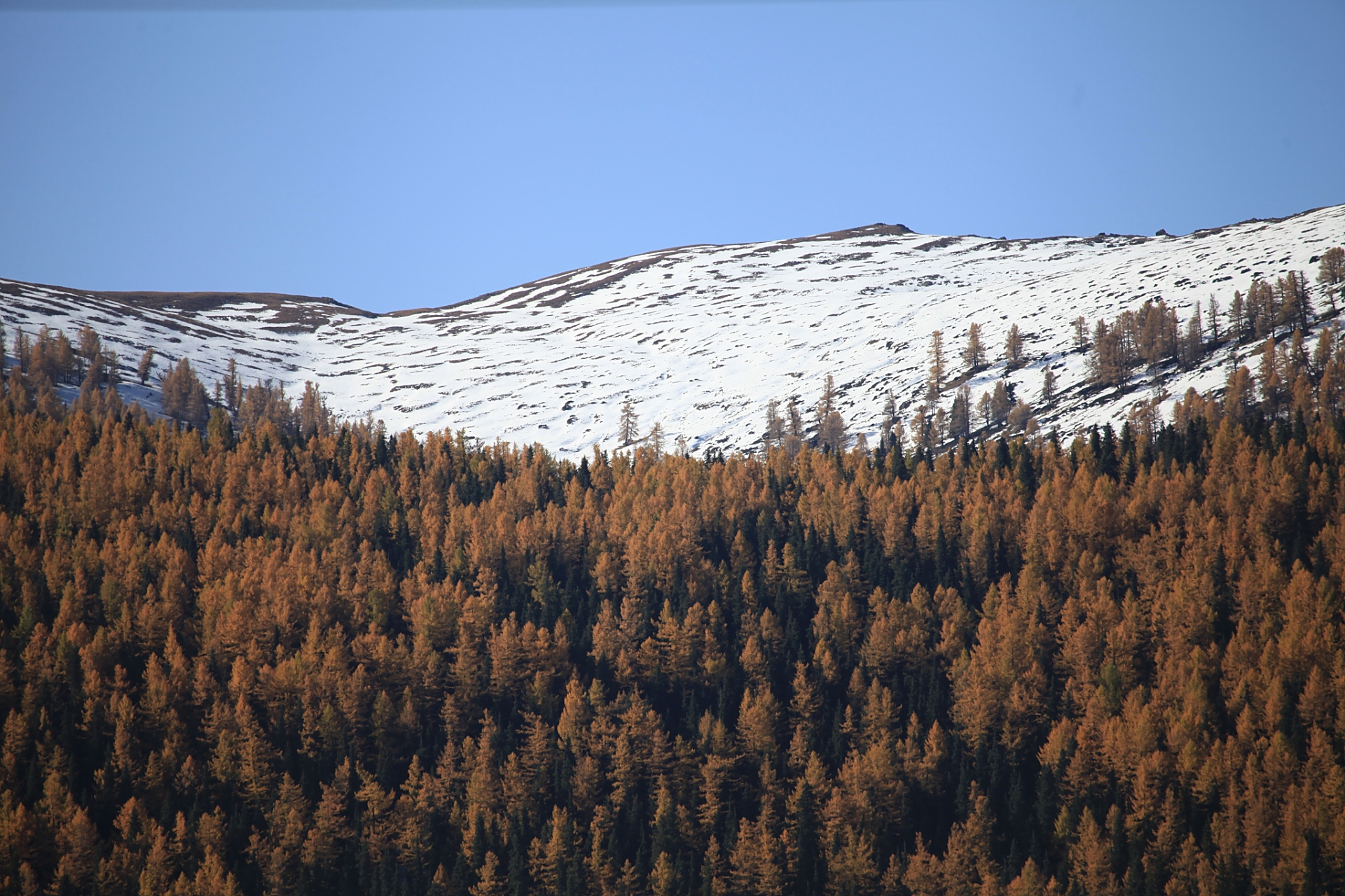 天山雪岭云杉林,被评为中国最美的十大森林,位列首位!