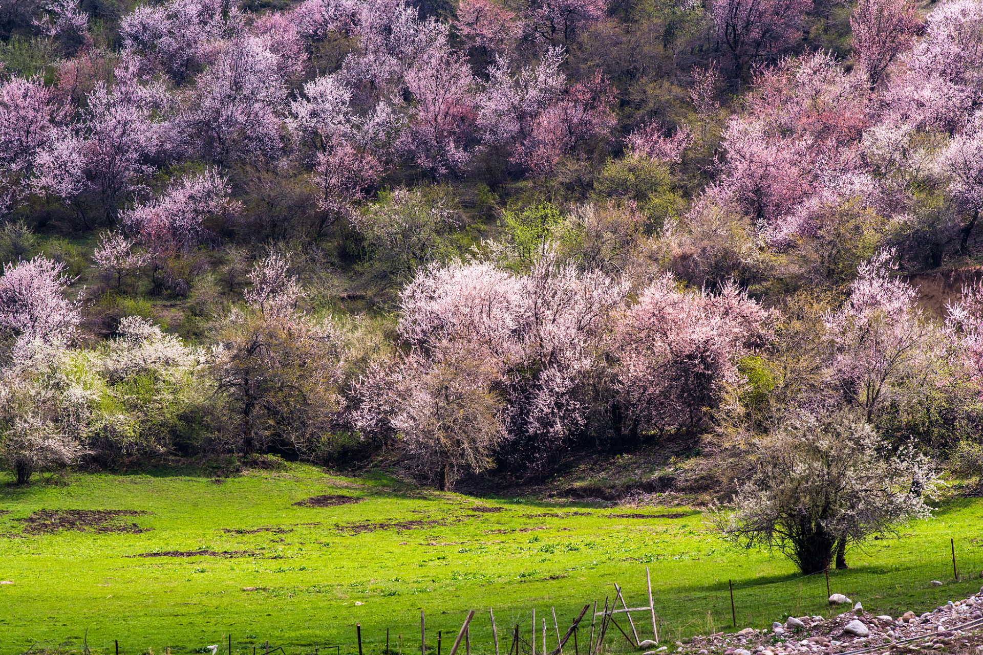 吐尔根杏花 这是一片中世纪遗留下来的野杏林,最佳拍摄观赏时间是4月