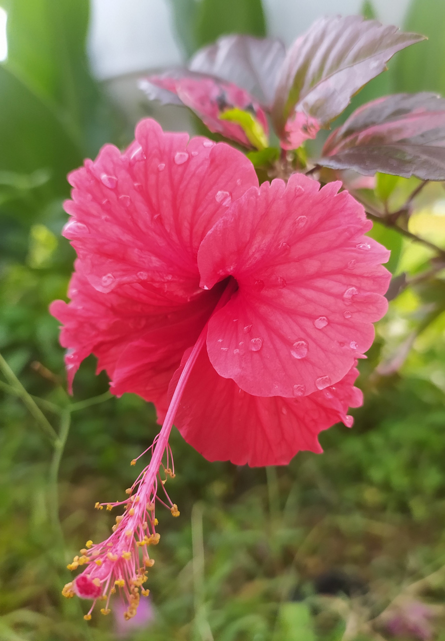 一般来说,盆栽芙蓉花喜欢湿润,疏松,透气的土壤,同时还要具有良好的