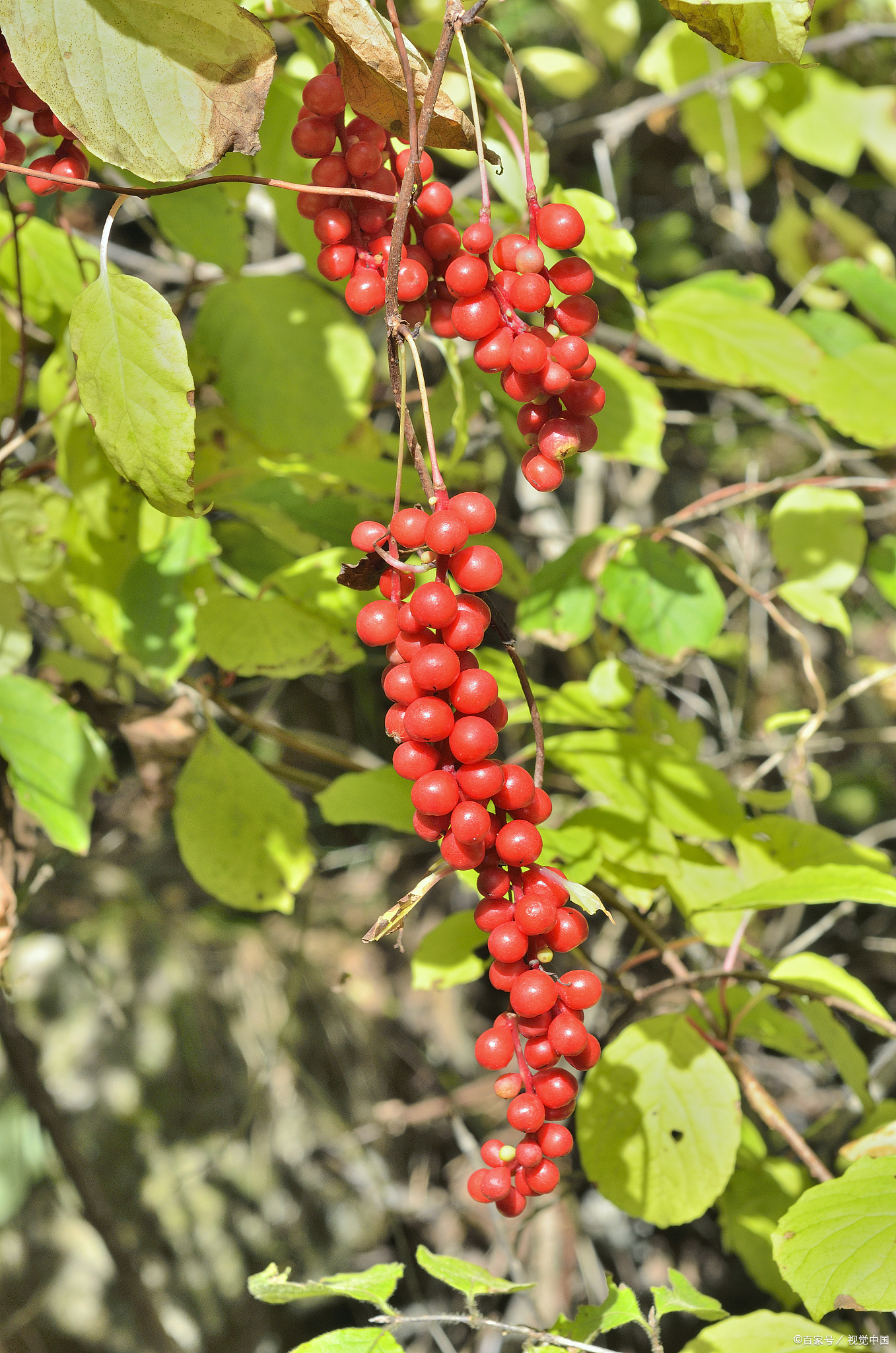 中药故事,相思子入药的故事传说