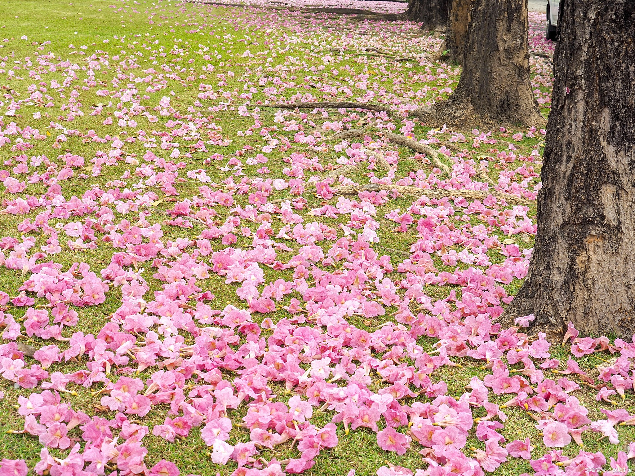 道当然是实物.道就像一朵花,一棵树,一粒沙一样,它也是一