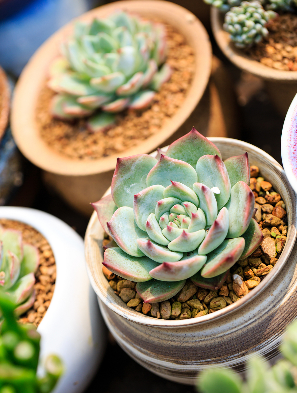 静夜是多肉其中的一个品种,它株形小巧,叶片表面有一层薄薄的白霜,整