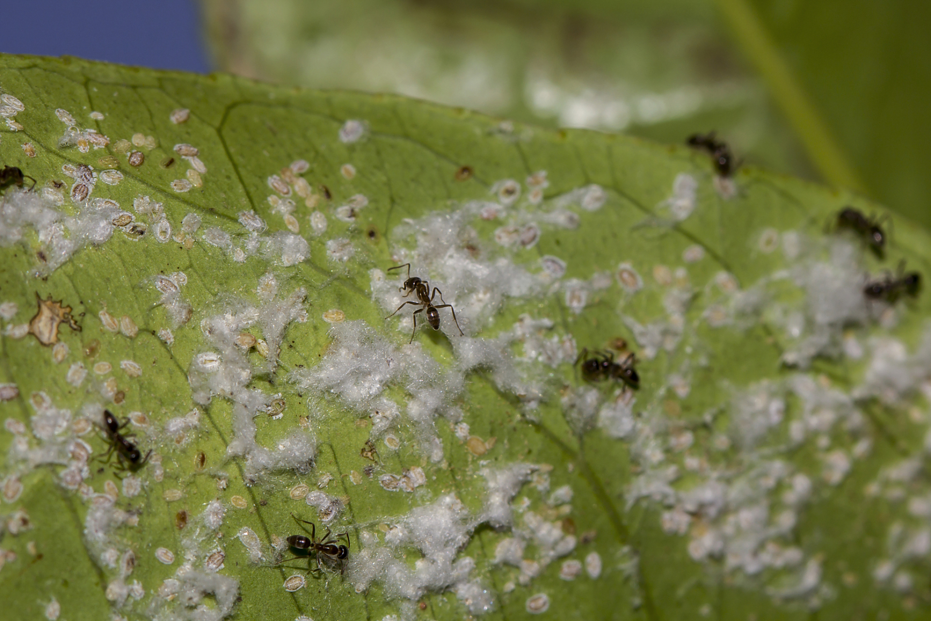 红蜘蛛是一种常见的害虫,主要危害植物的叶片,严重时会导致植株死亡.
