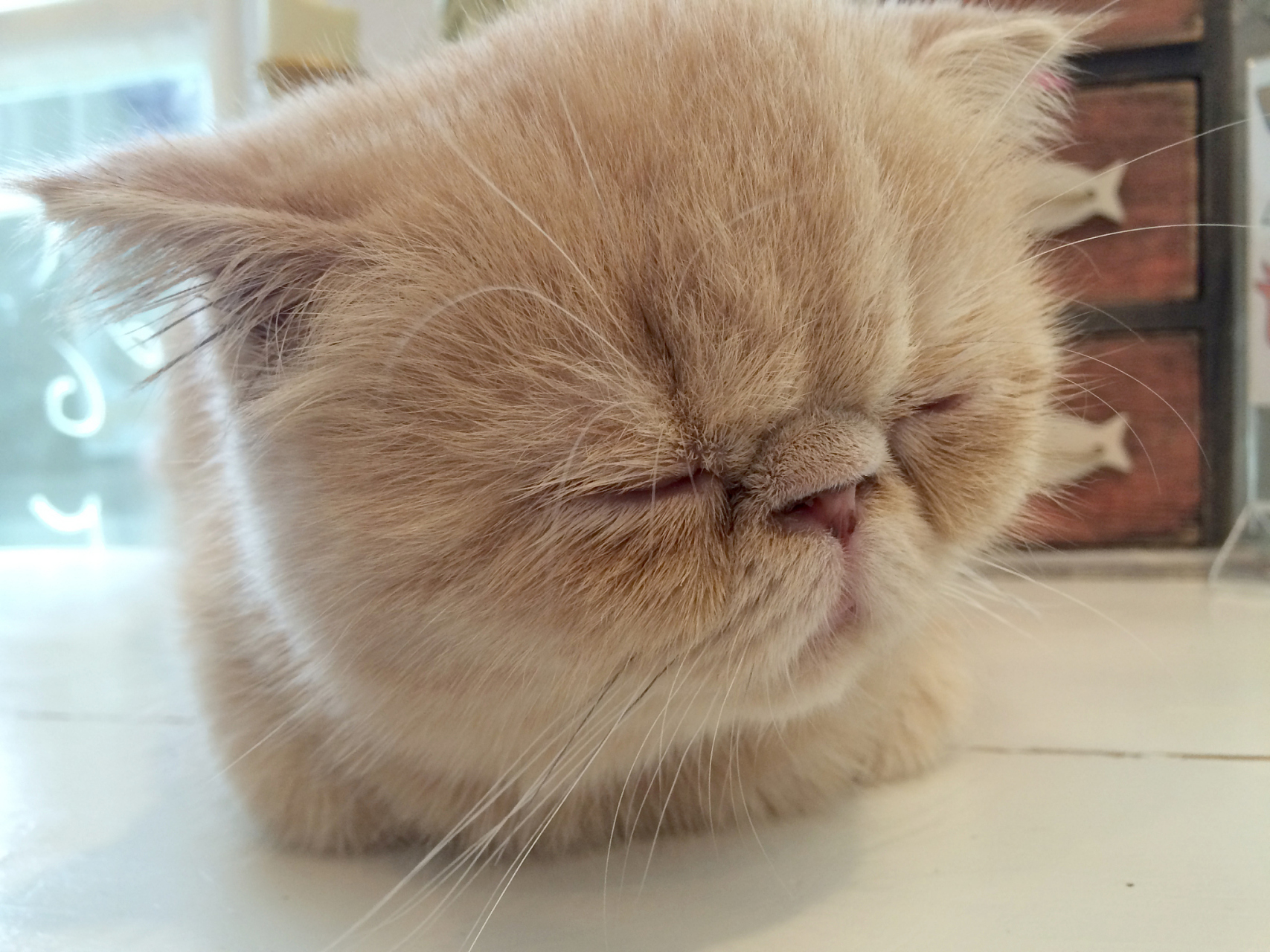 委屈猫实在是太可爱了,可怜巴巴的小表情让人充满了怜悯与同情,它们