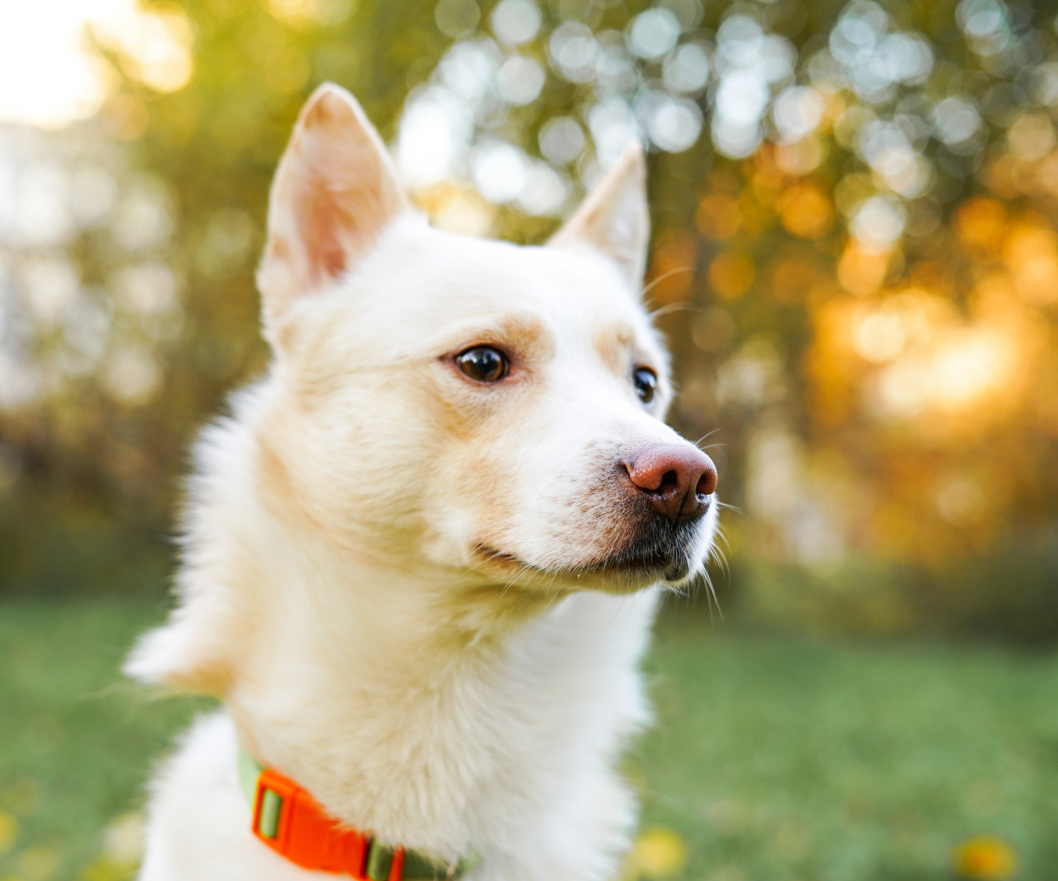 经常听到有人抨击养狗人对父母有对狗狗好吗?