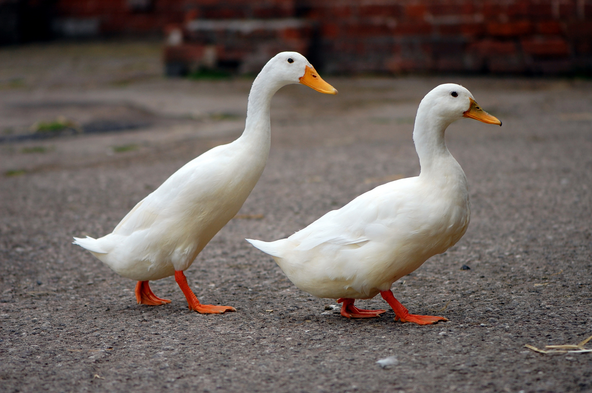 白色鸭子并非珍稀品种,实际上是某些品种天生携带的白色羽毛基因.