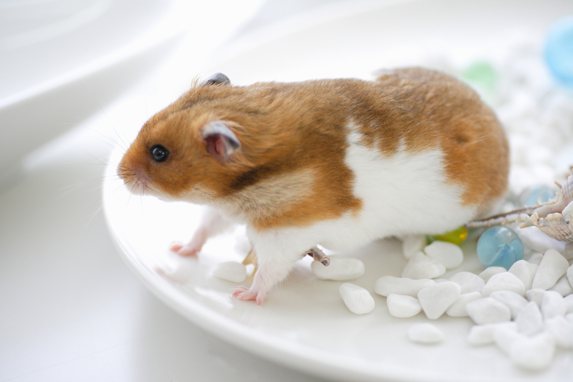 金丝熊仓鼠的养殖需要注意以下几点,以确保它们能够健康,快乐地生活: 