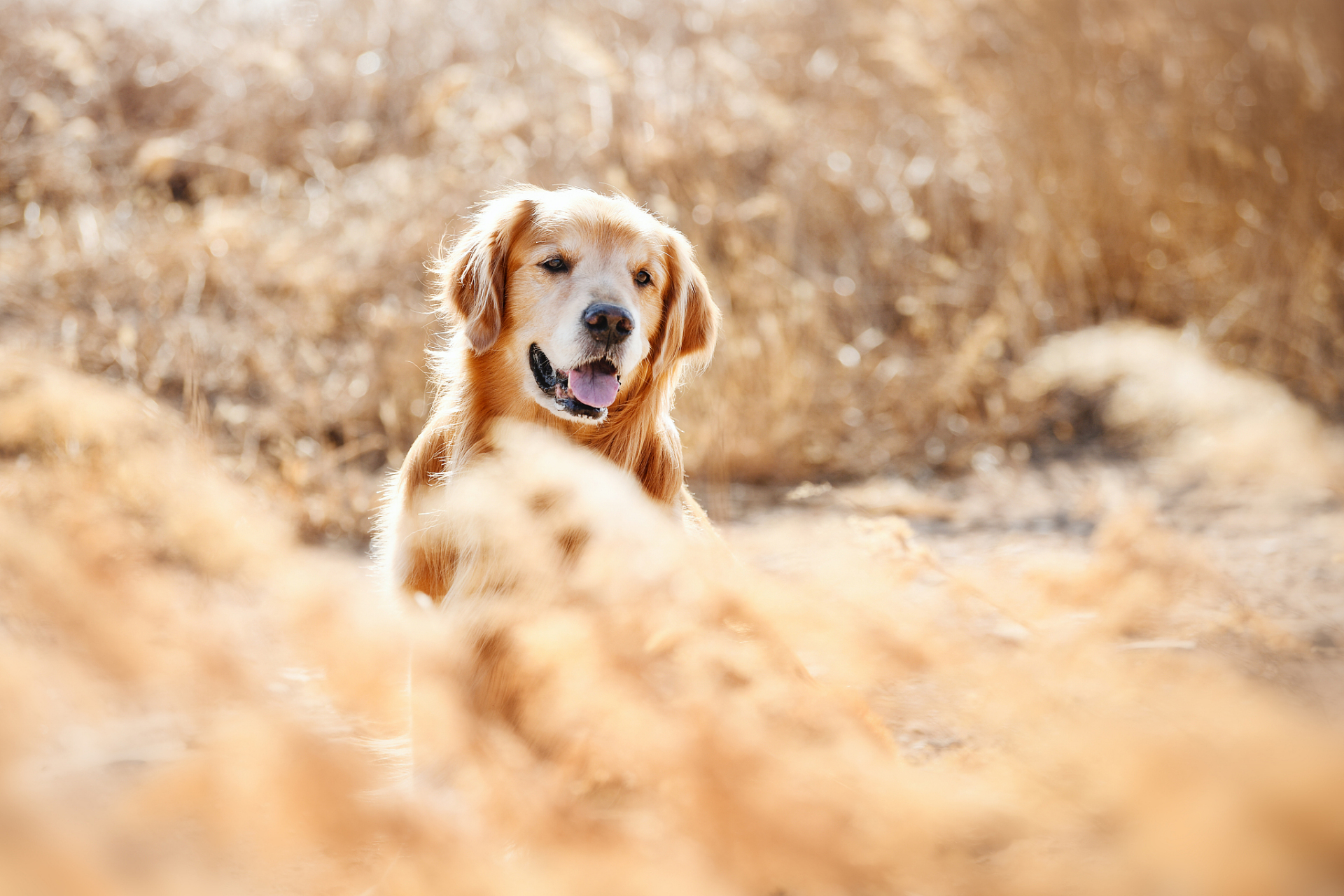 也许是由于小奶狗们的调皮捣蛋,把家里弄得一团糟.