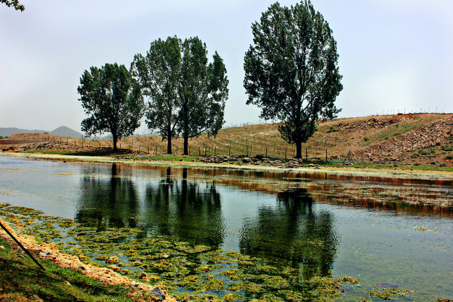 仲夏巡游指南# 赤峰喀喇沁旗西桥镇西部的雷营子村,林木茂盛,森林