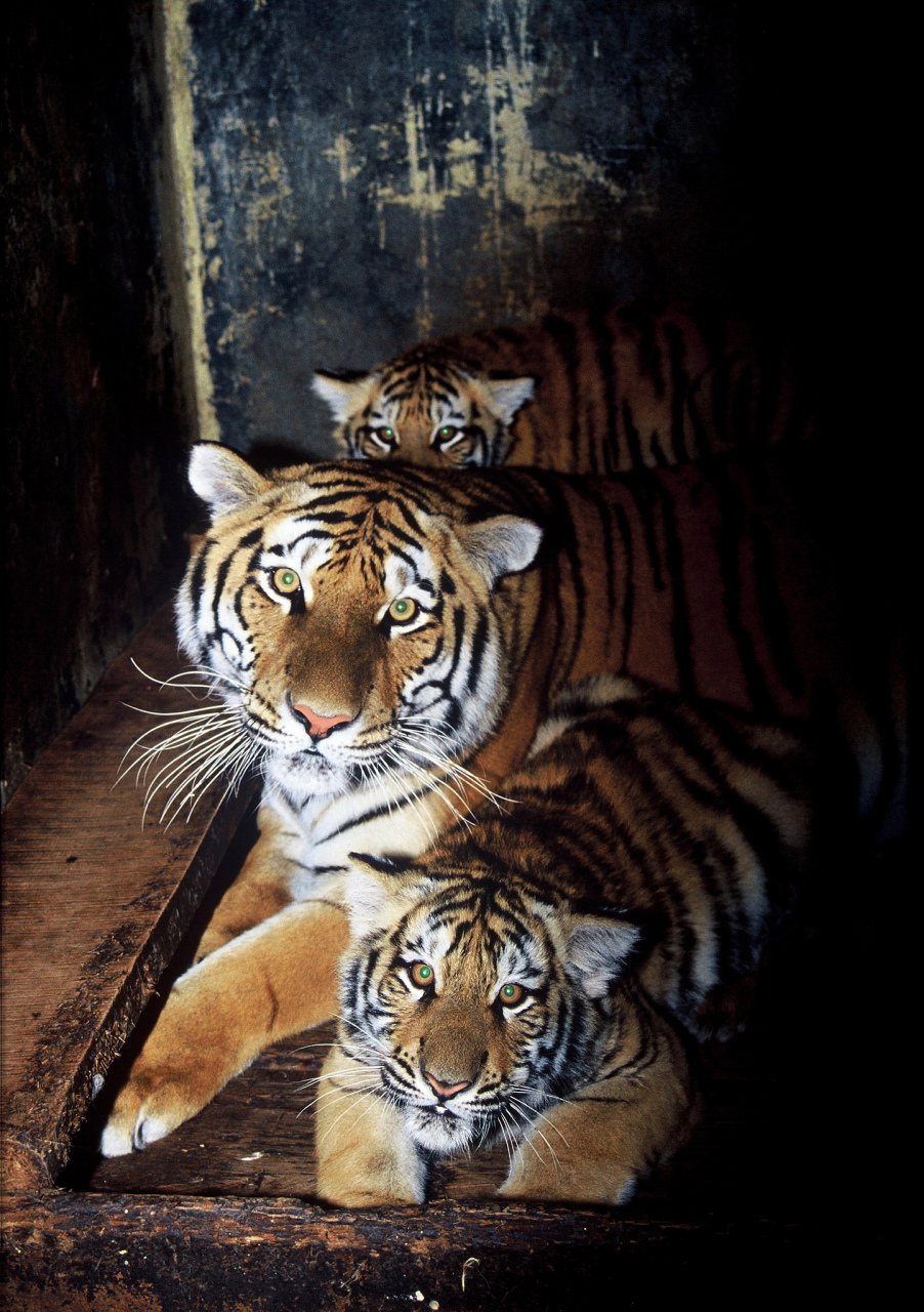 1,第一名东北虎 2,第二名华南虎 3,第三名孟加拉虎 东北虎是现存体重