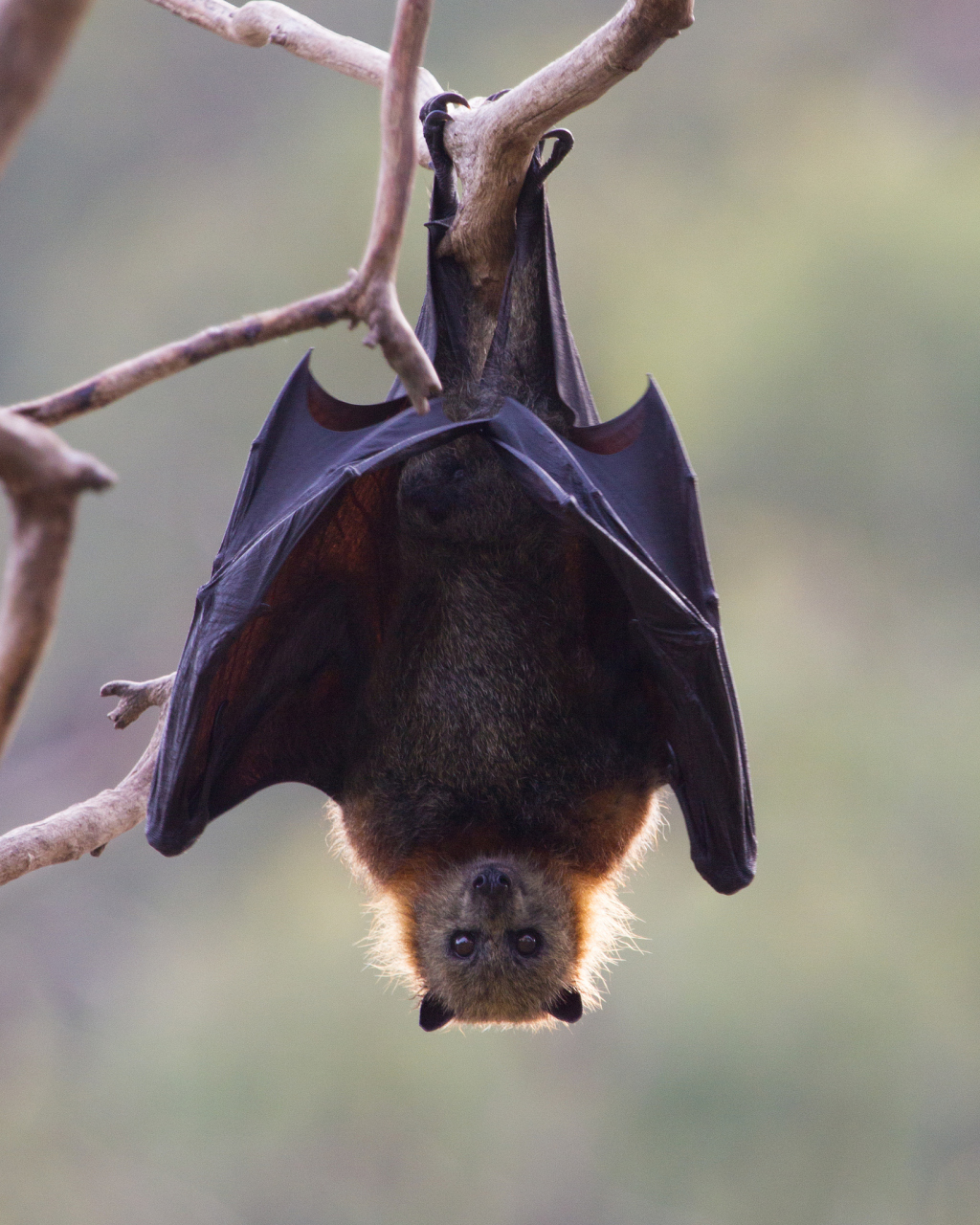 蝙蝠是胎生哺乳动物,拥有多样化的食性和群居习性,对生态系统至关重要