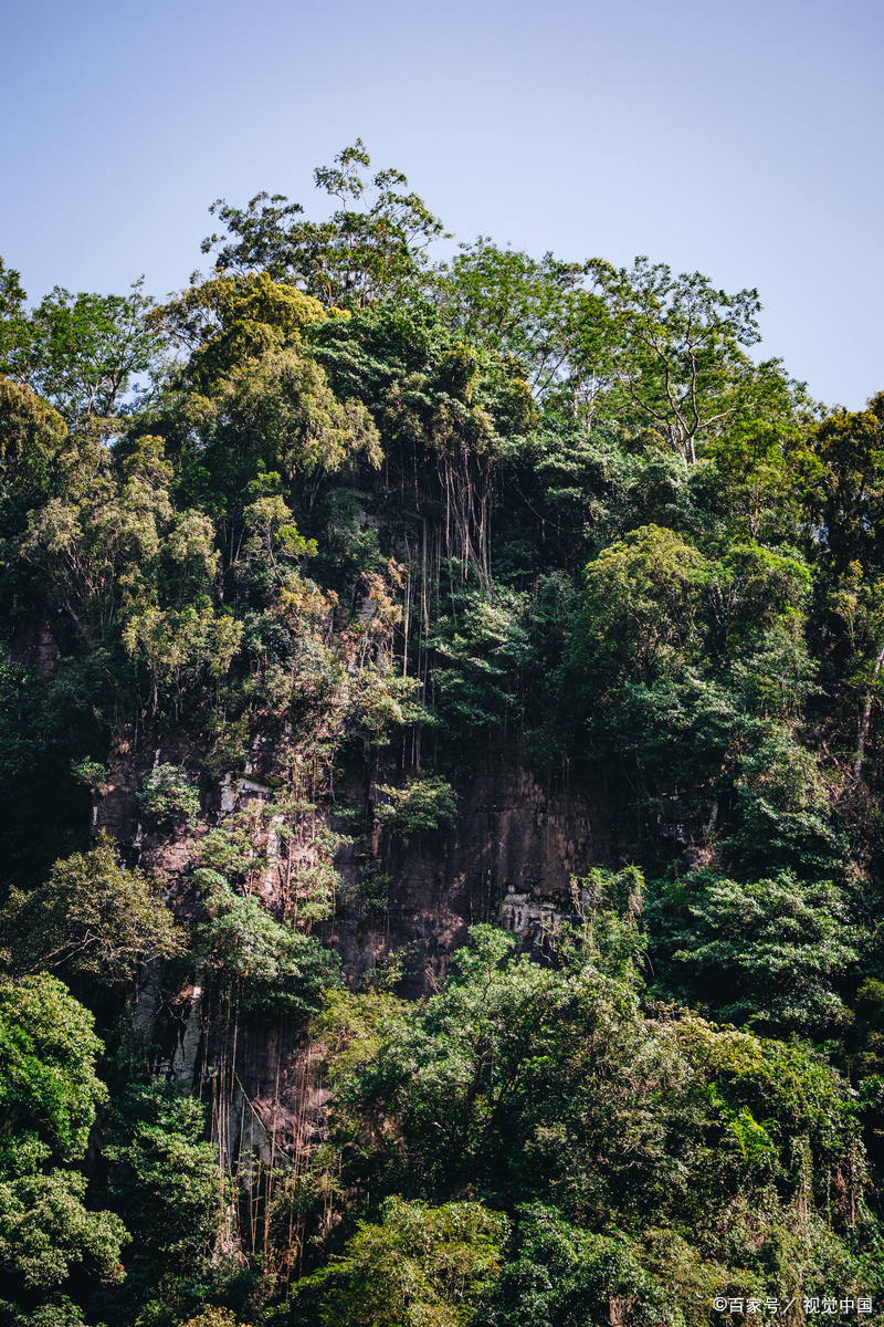 汕尾南万红椎林生态园的红椎林,珍稀树种成林茂密,植物宝库!