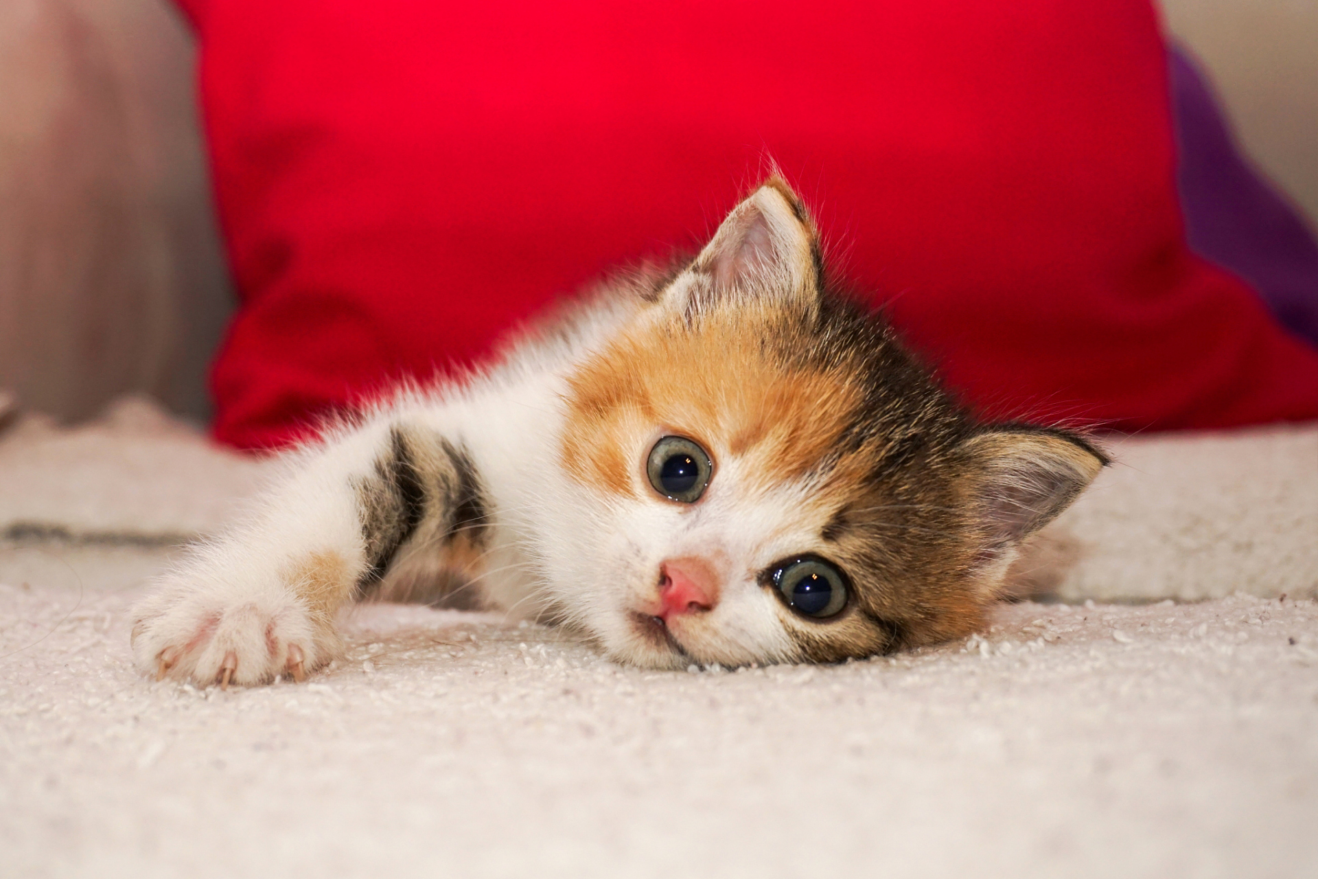 小猫咪的调皮捣蛋往往让人心生厌烦,但实际上,它们的行为都是出于本能