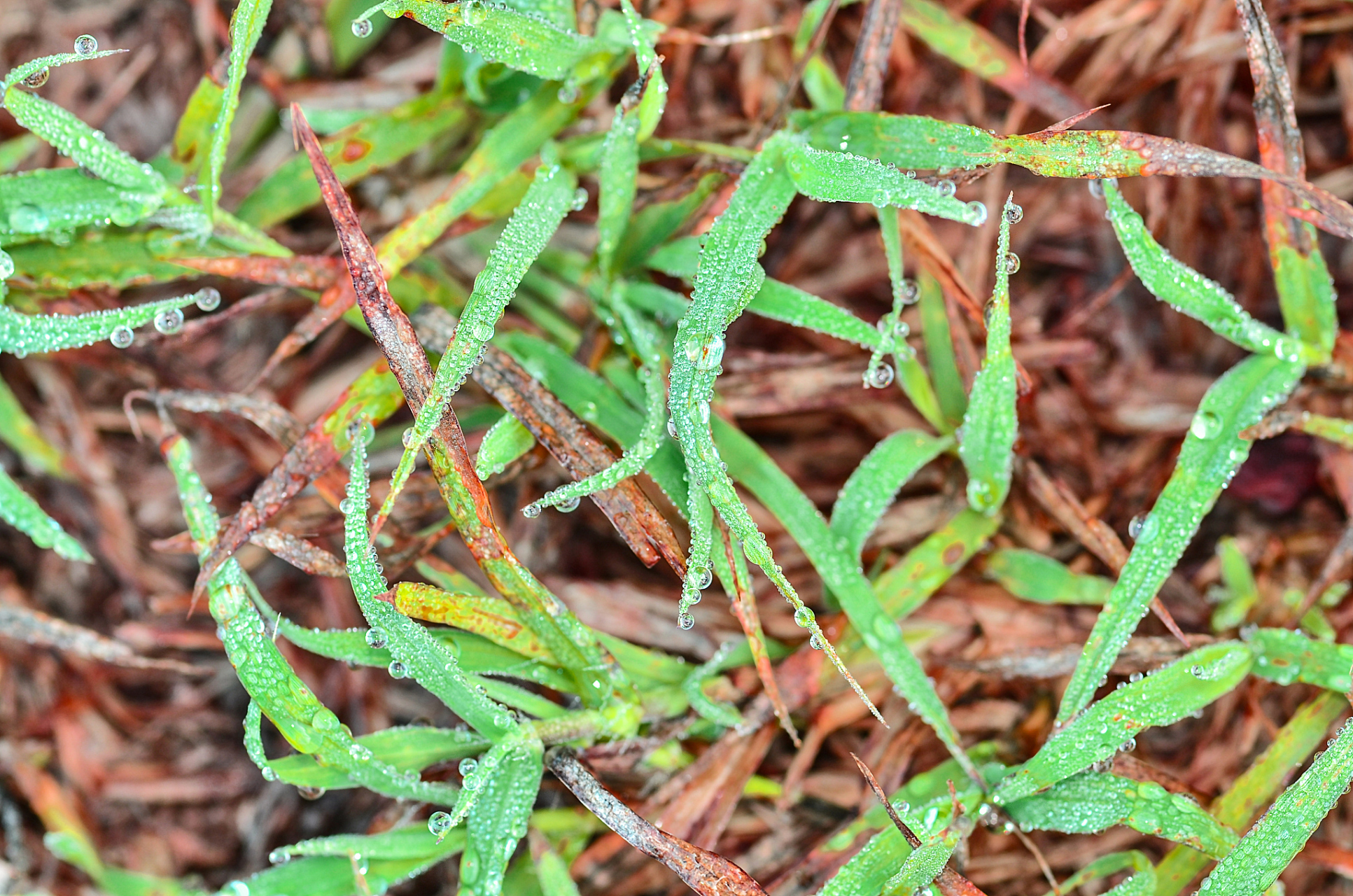 通过合理的技巧与管理,可以让抓地龙草茁壮成长,为生活带来色彩和乐趣