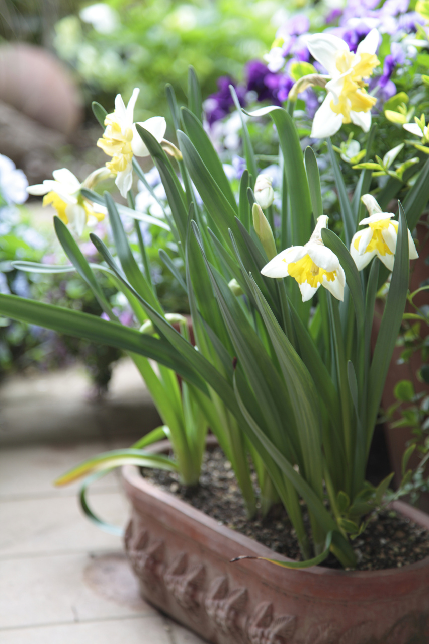 春节迎春花市之喜迎水仙,水仙花开季节正好是春节阶段,其花香和寓意是