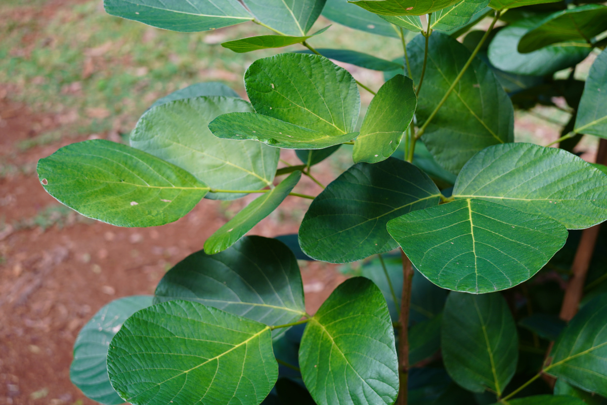 这种多样性使得不同类型的树木能够在各种生态系统中茁壮成长,适应