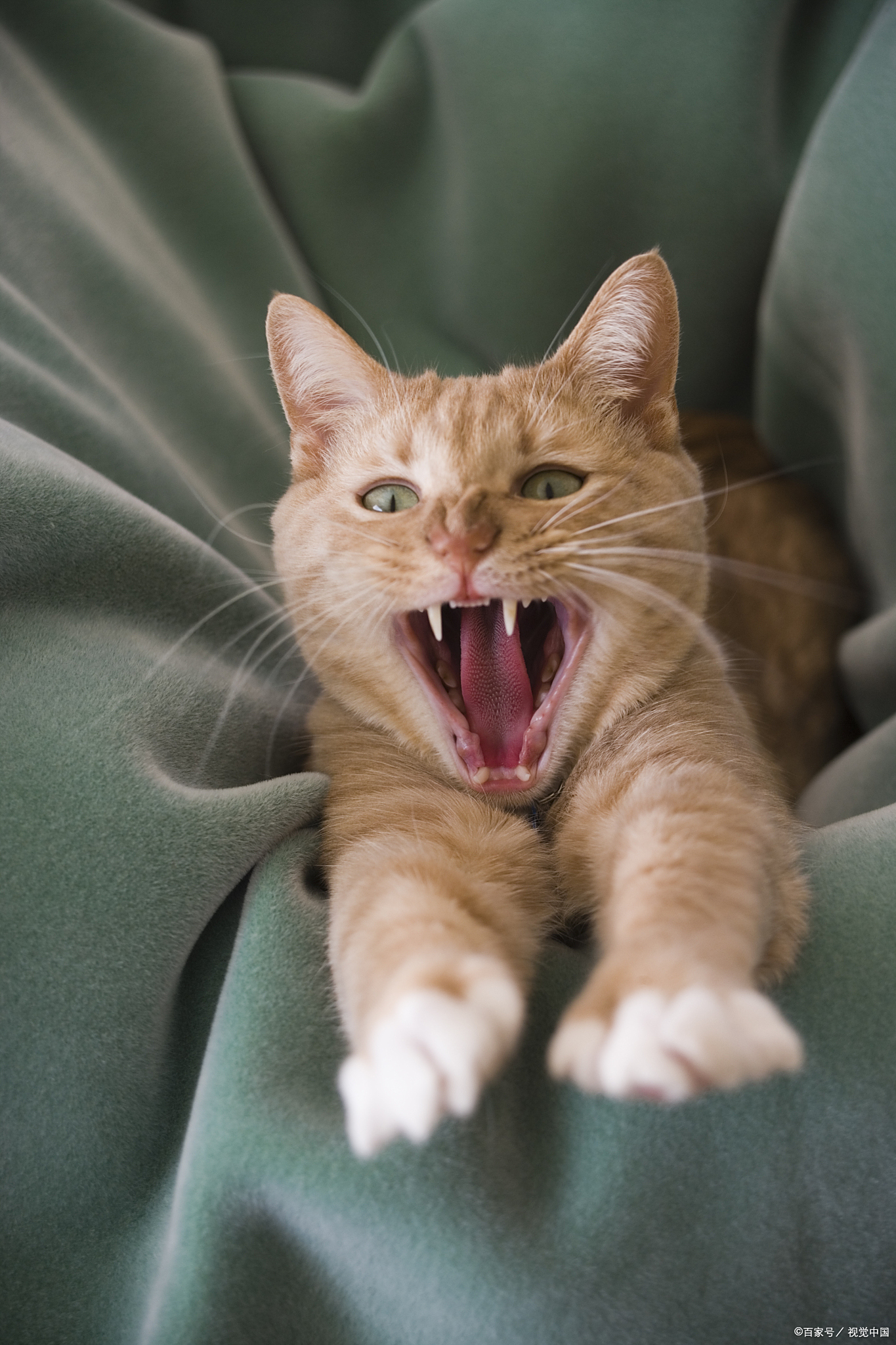 猫咪为什么流口水一滴一滴百科在线
