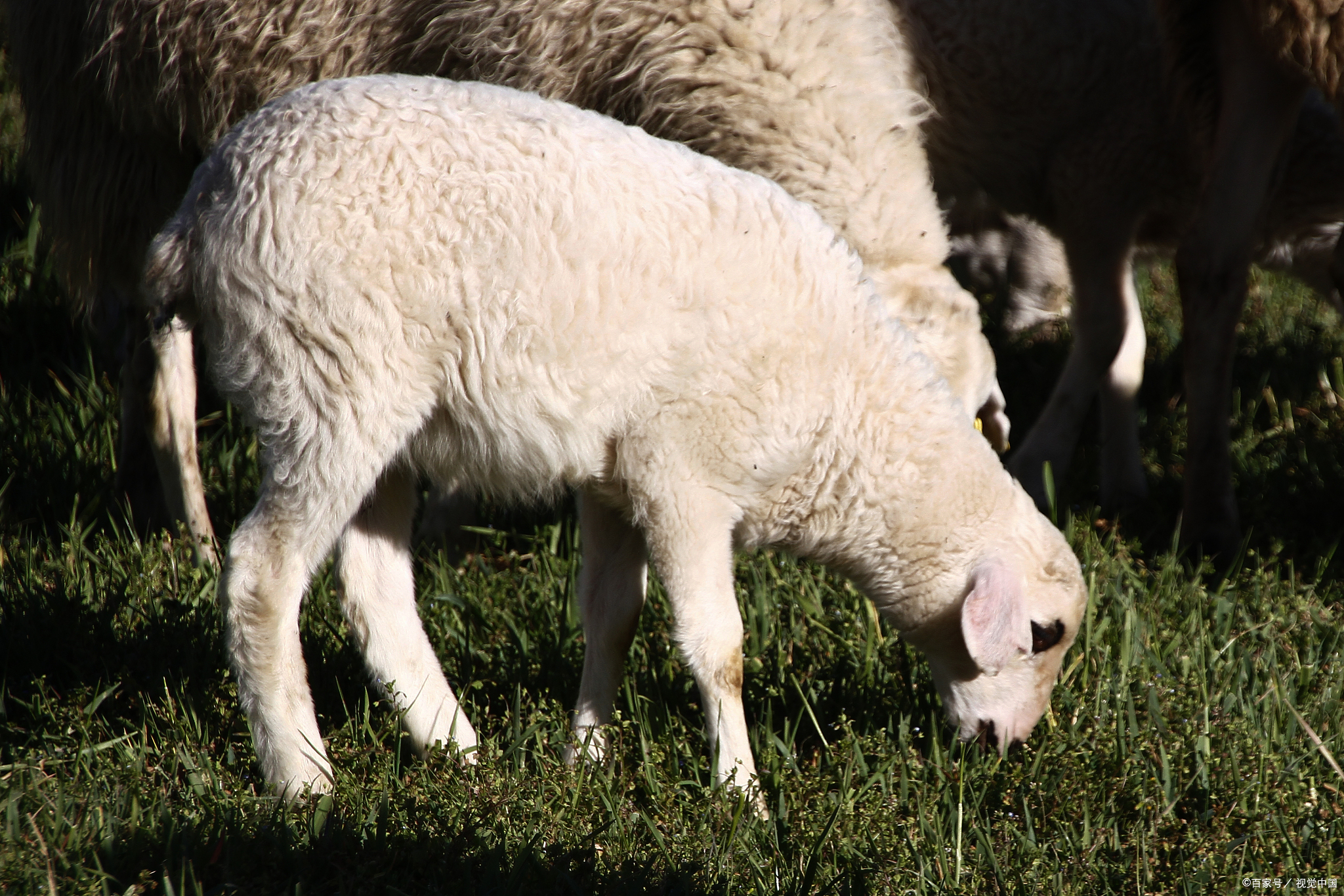 我们只要记得:同羊都是小短腿,公母羊无角,尾巴稍大,1年1胎1羔;而小