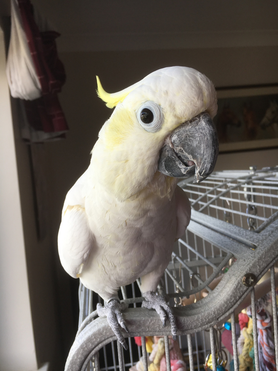 鹦鹉是绚丽多彩的鸟类,它们的外形特征可谓千姿百态,各具特色.