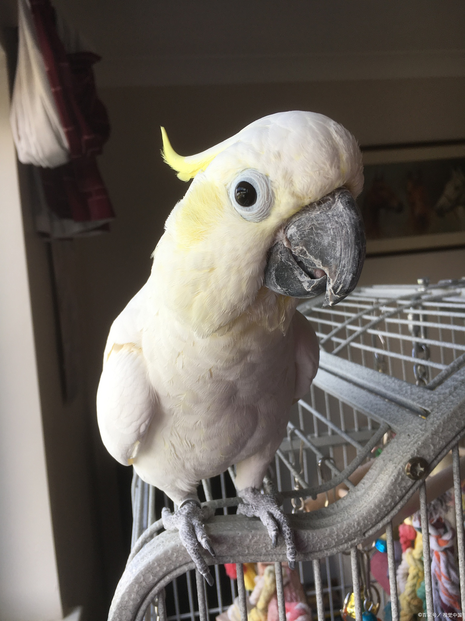 鹦鹉是绚丽多彩的鸟类,它们的外形特征可谓千姿百态,各具特色