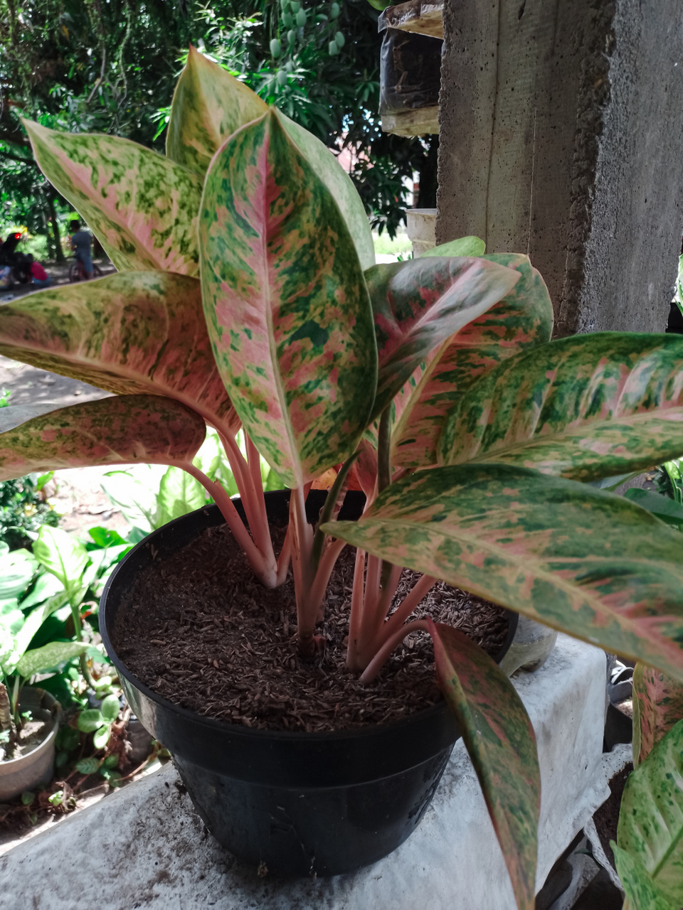百家号星火计划# #盆景# 吸甲醛的绿植有哪些之红宝石喜林芋 红宝石