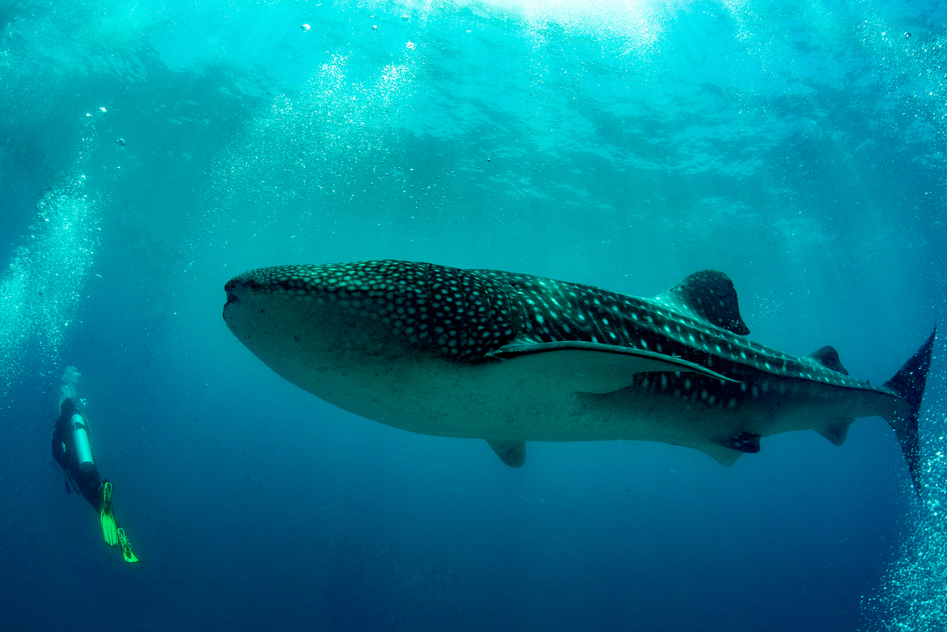 震撼!海洋巨无霸鲸鲨,体型庞大却性格温和.
