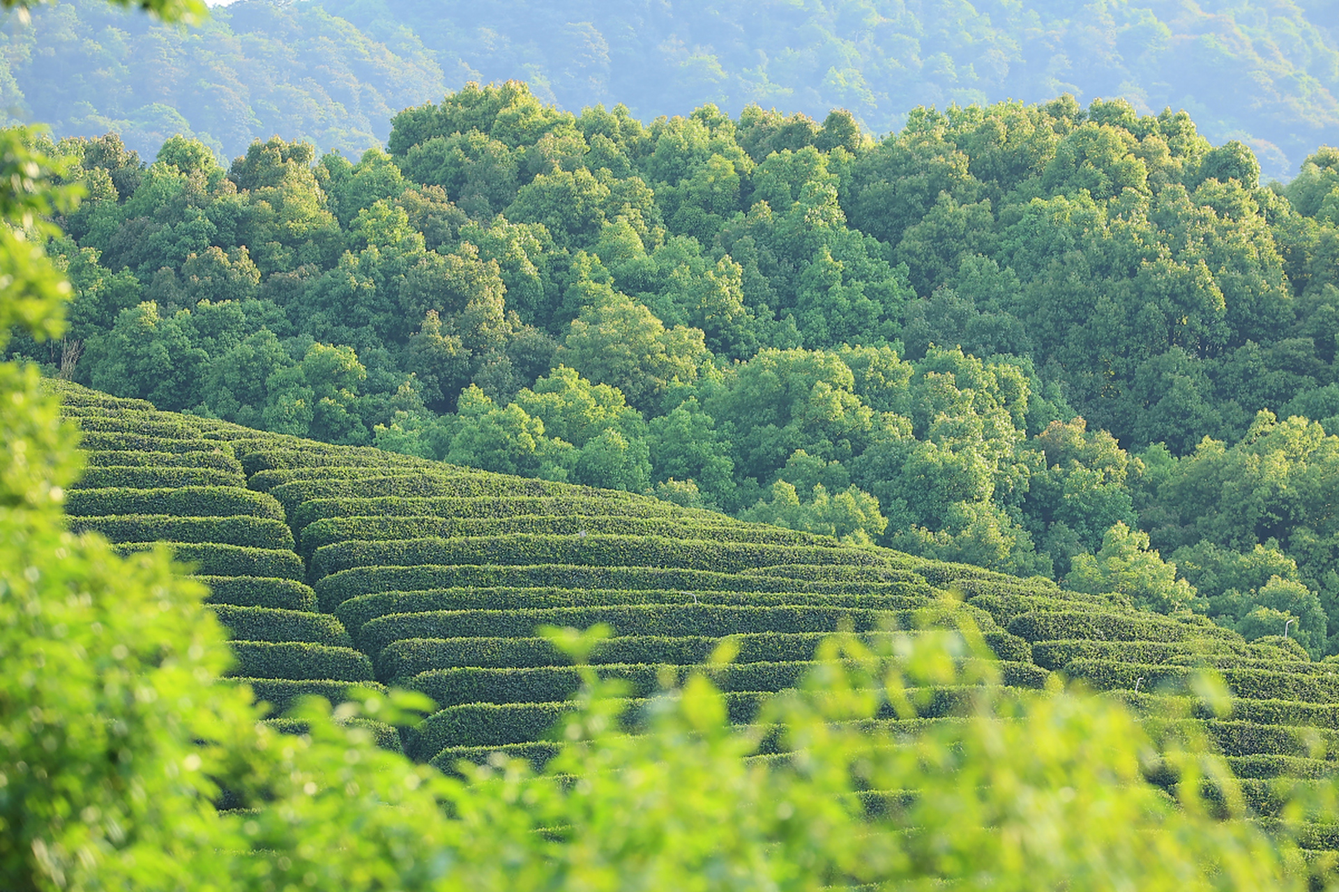 龙井茶园位于杭州市西湖区,是龙井茶的产地.