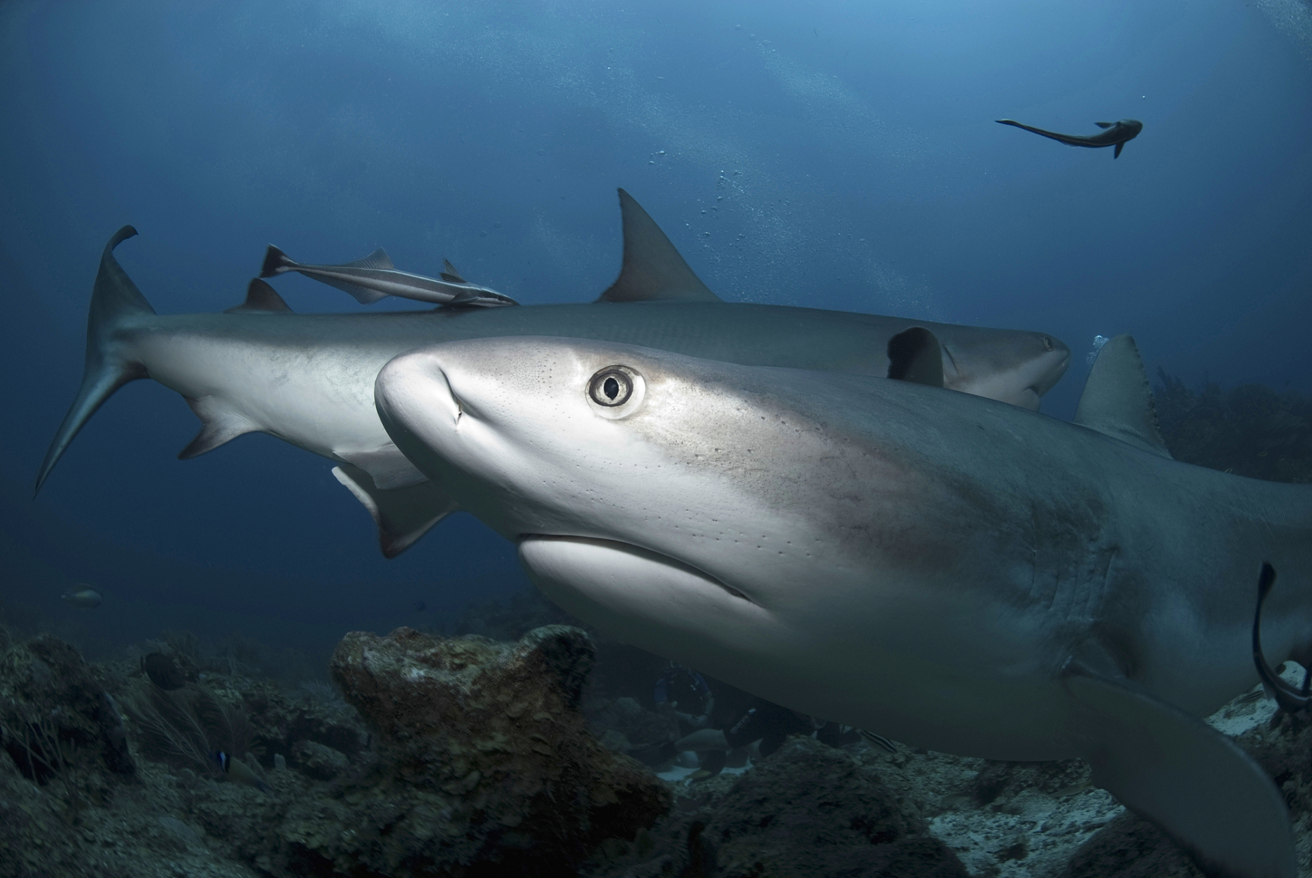 鲨鱼# #动物世界# #动物科普# 鲨鱼吃人的原因是对血腥味特别感兴趣