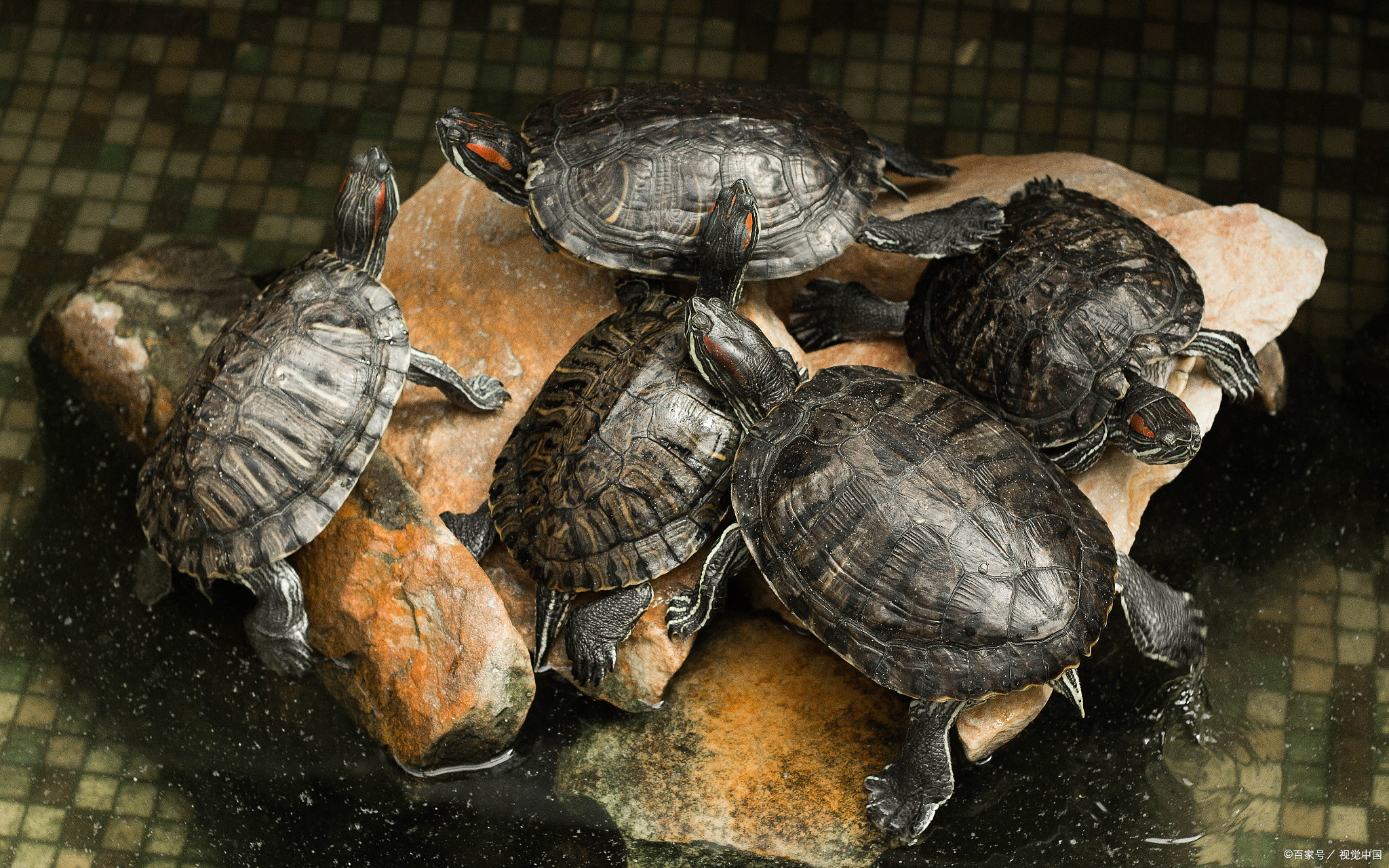 乌龟吐白色粘稠物怎么办为什么在线