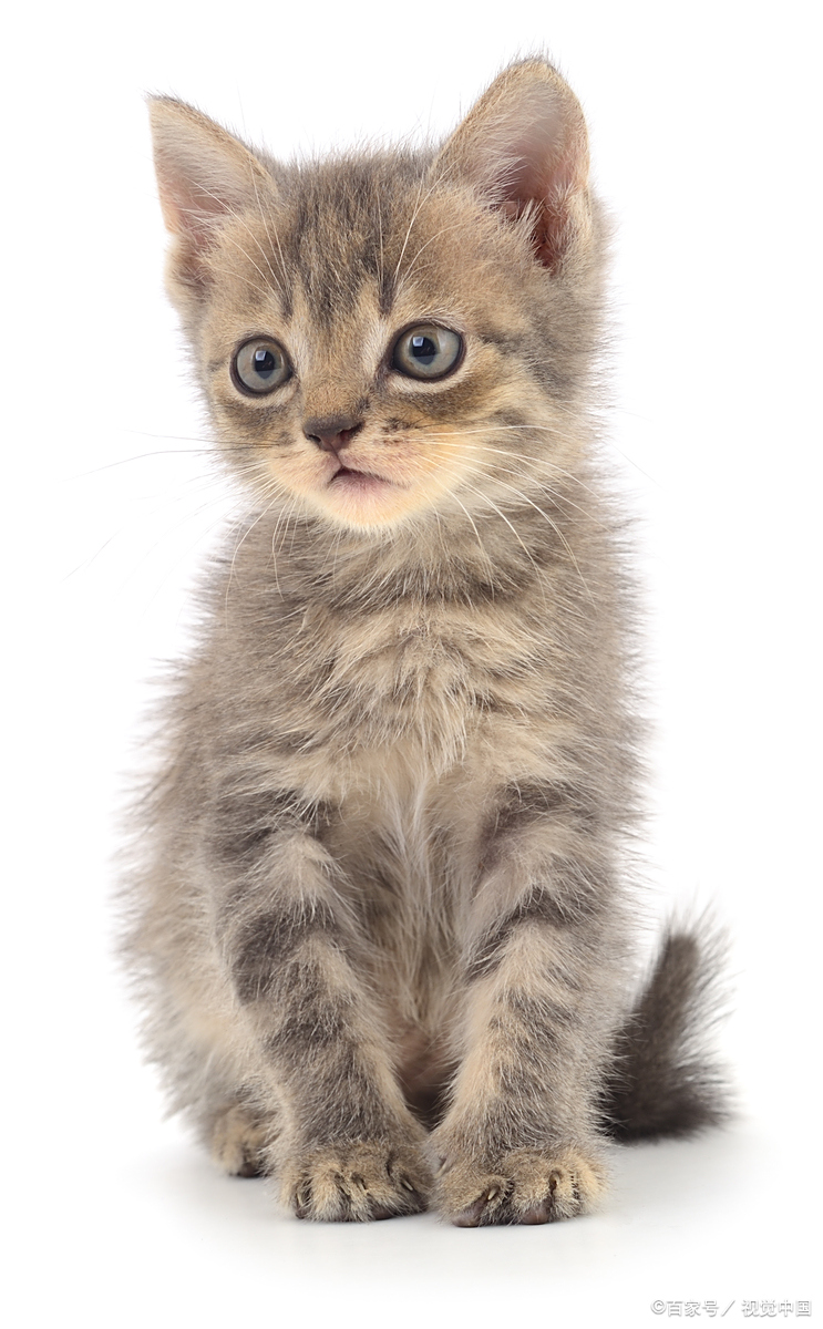 这种看似简单的防护工具,实则需要配合细致的喂养调整才能让猫咪顺利