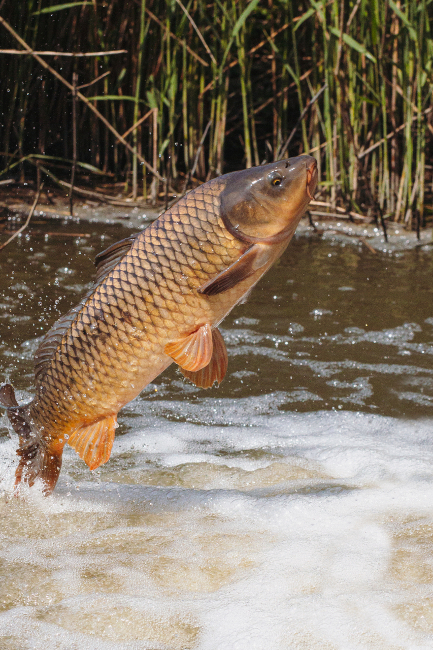 鲤鱼养殖涉及池塘准备,鱼种选择,饲料投喂,水质管理,病害防治等方面.