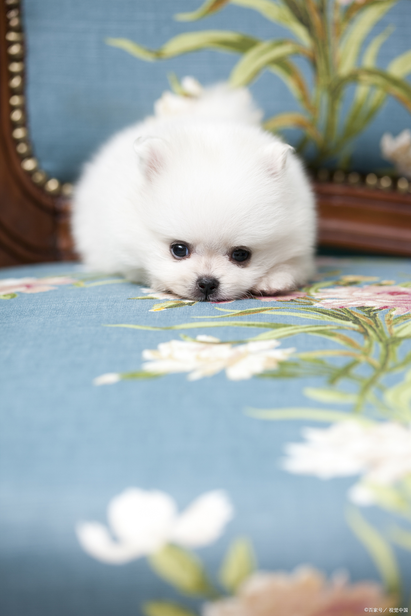 茶杯犬,作为一种迷你型犬种,因其娇小可爱的体型而备受喜爱.