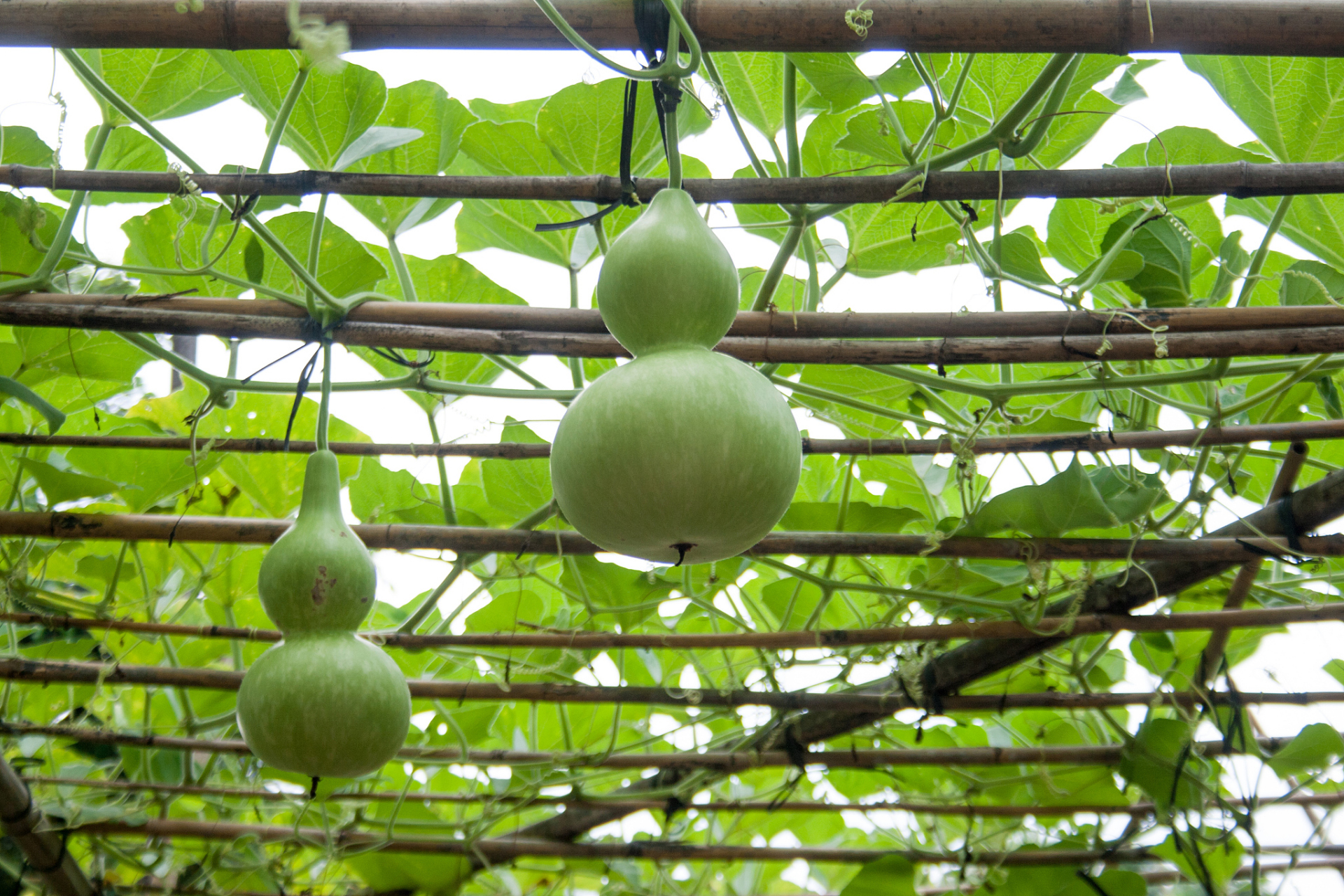 苦葫芦瓜有毒,已致多人中毒!