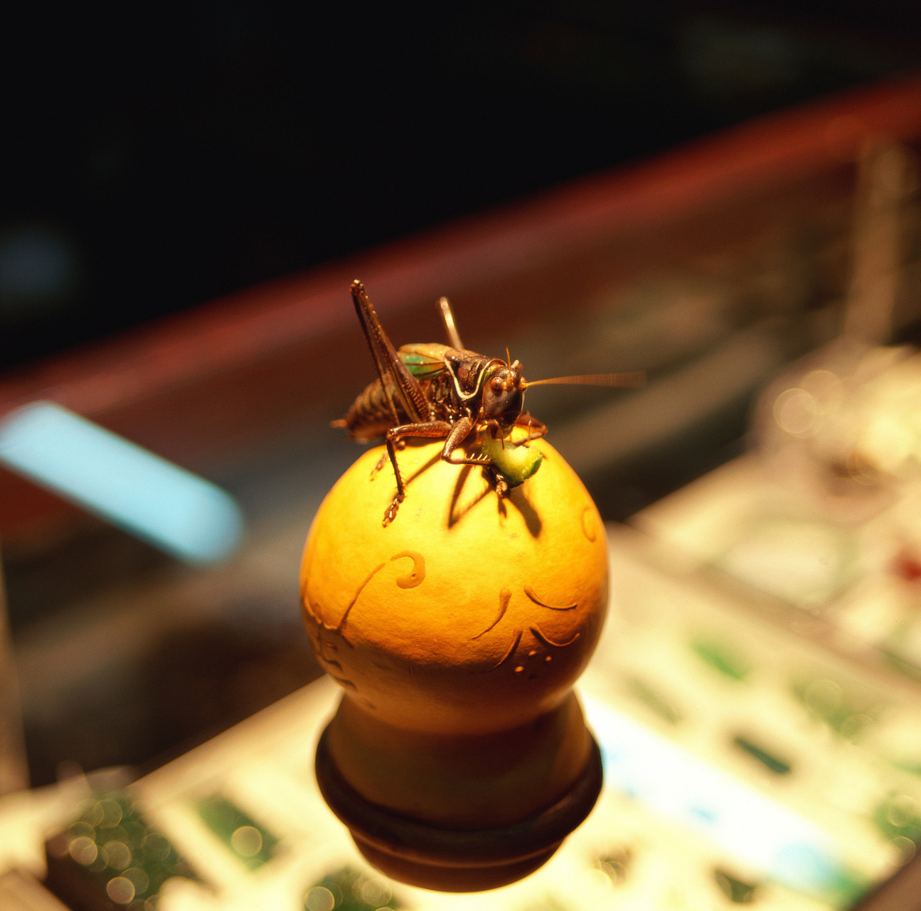 意大利蟋蟀养殖场开始制作蟋蟀面粉,成为食品创新领域的新亮点.