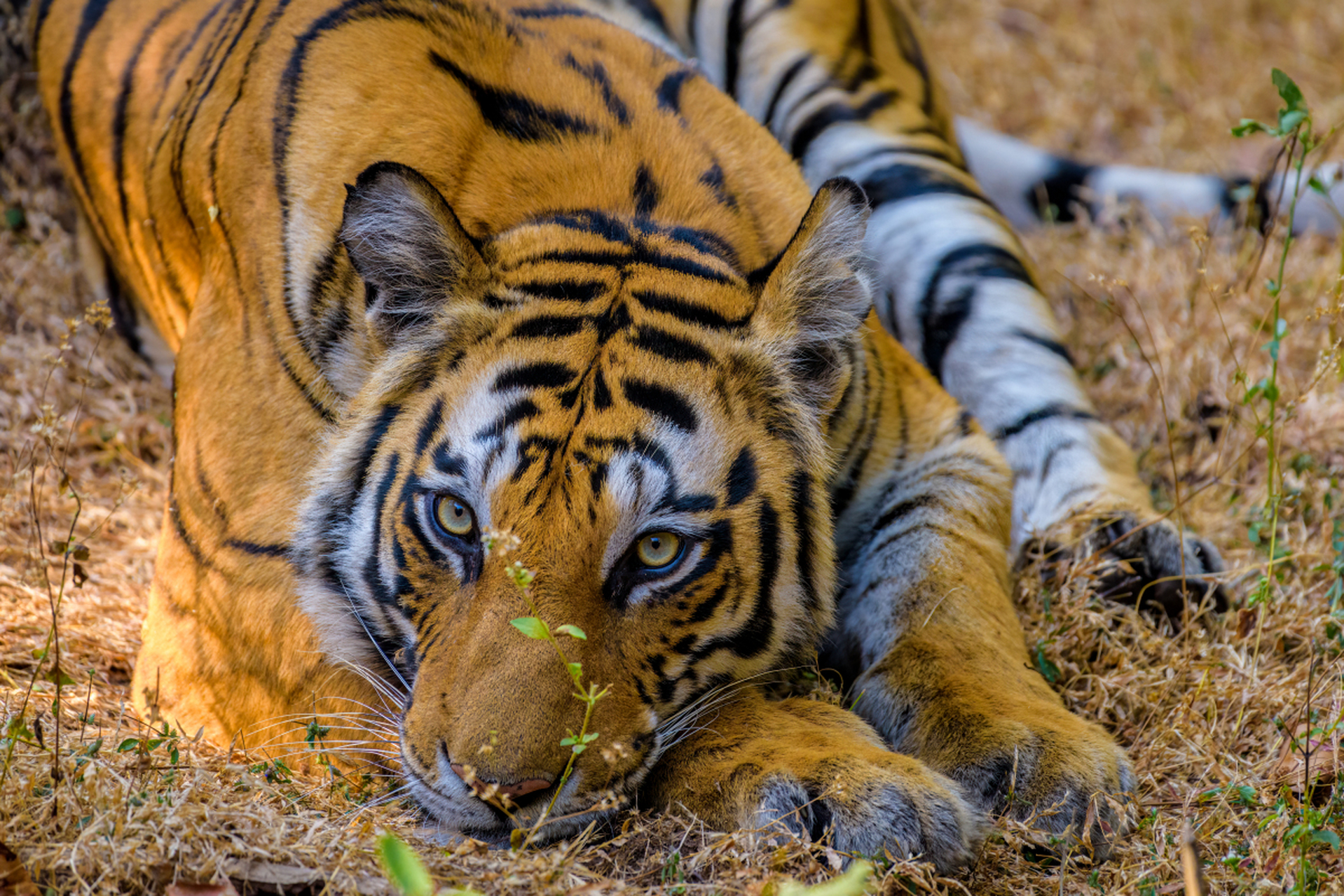 孟加拉虎是孟加拉国的国宝,也是亚洲最具代表性的虎种之一.