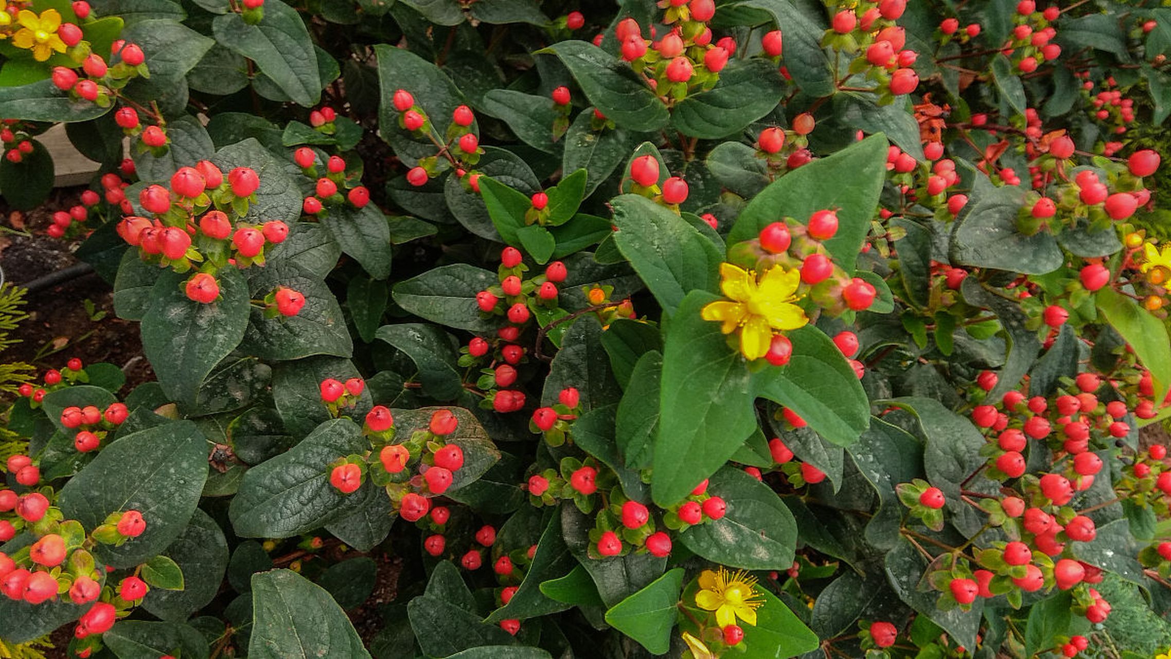 光照:火龙珠适宜在明亮的环境中生长,但要避免直接曝