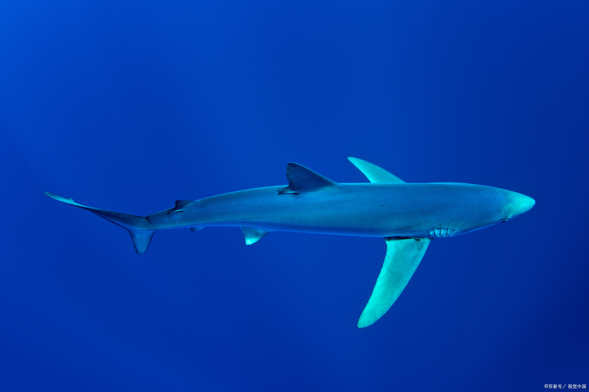 小蓝鲨不好养吗?按照我的方法,养的倍儿棒!