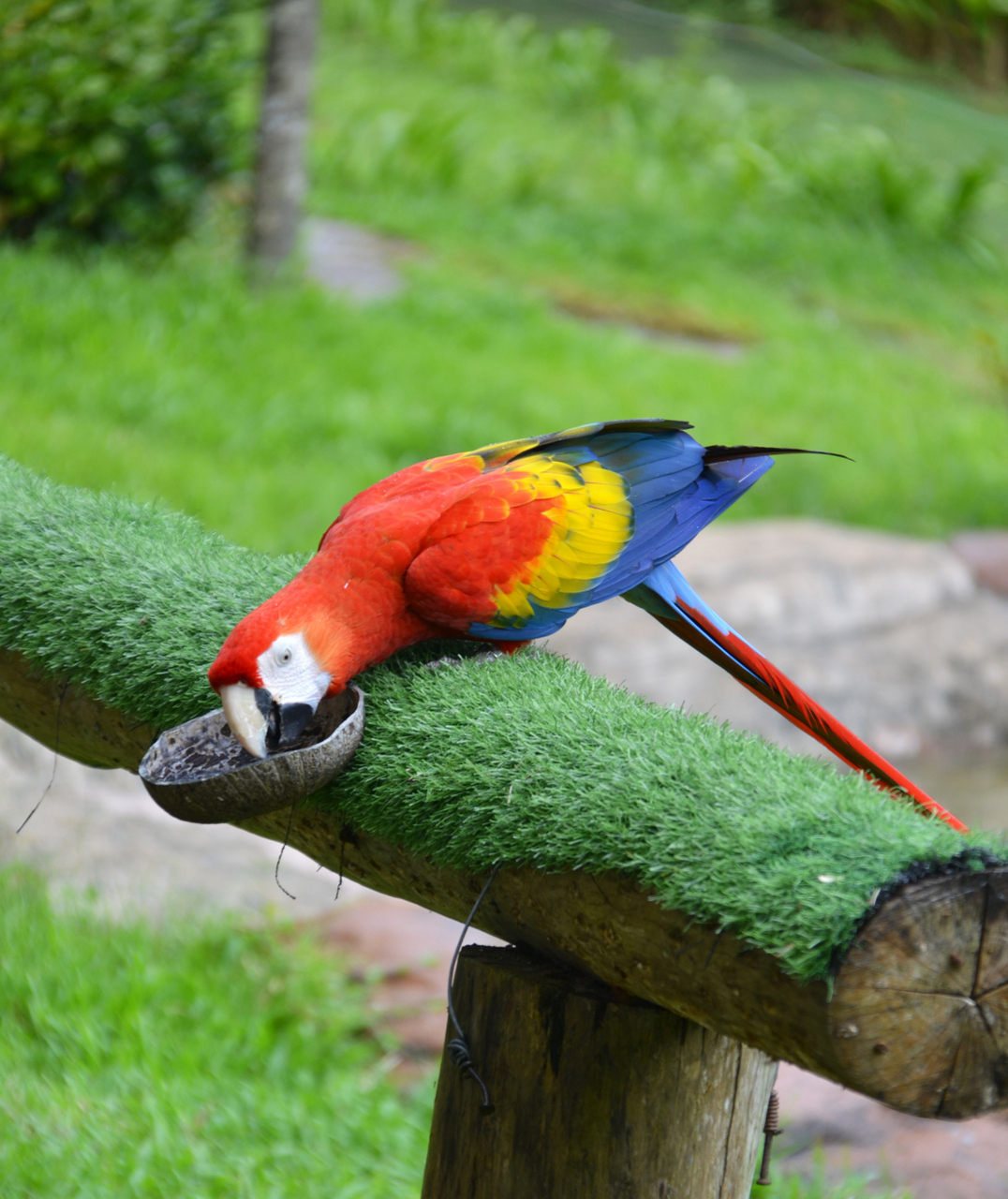 鹦鹉的叫声丰富多彩,不同品种有不同特点.